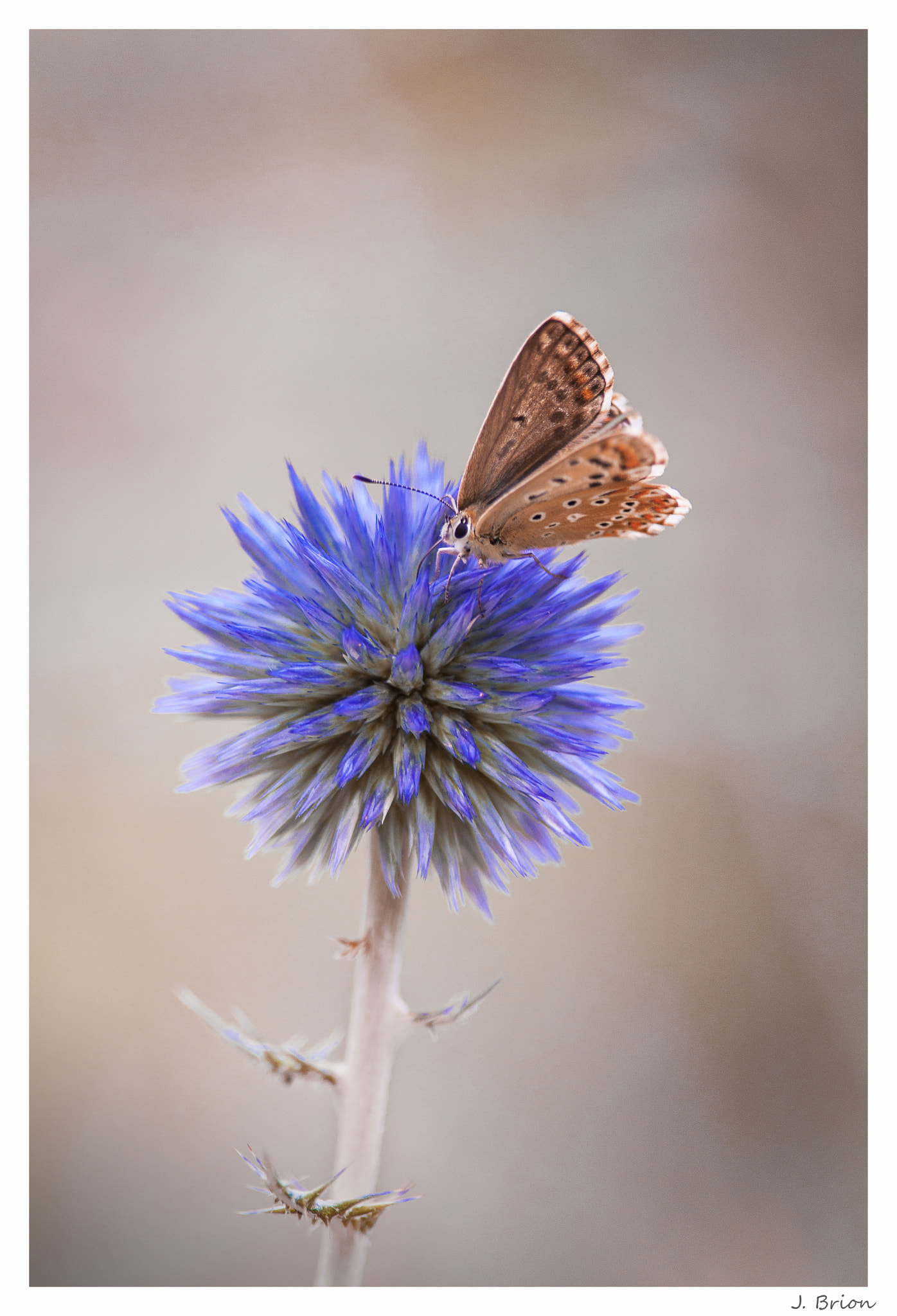 Nikon D90 + Nikon AF-S Nikkor 300mm F4D ED-IF sample photo. A chacun sa terre ... photography