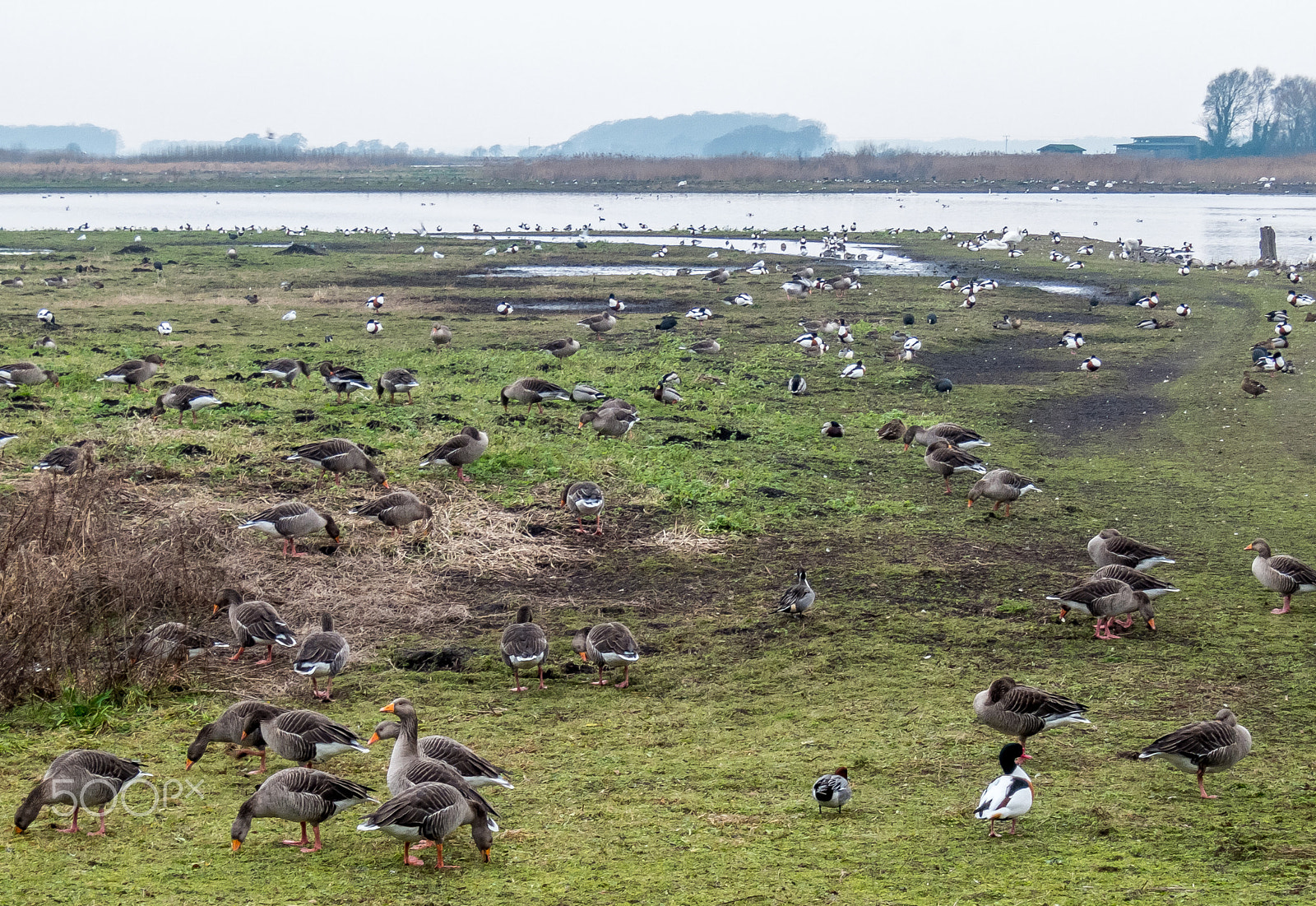 Fujifilm XF1 sample photo. Geese photography