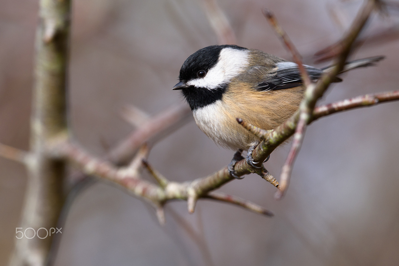 Nikon D810 + Nikon AF-S Nikkor 500mm F4E FL ED VR sample photo. Chickadee photography