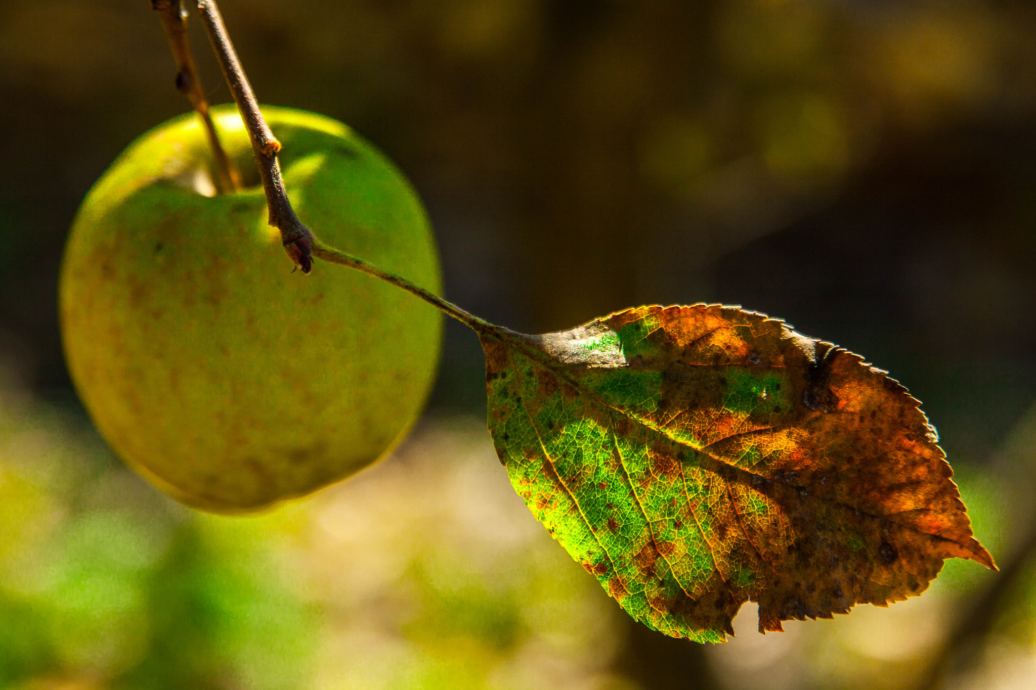 Canon EOS 50D + Sigma 24-70mm F2.8 EX DG Macro sample photo. Alma photography