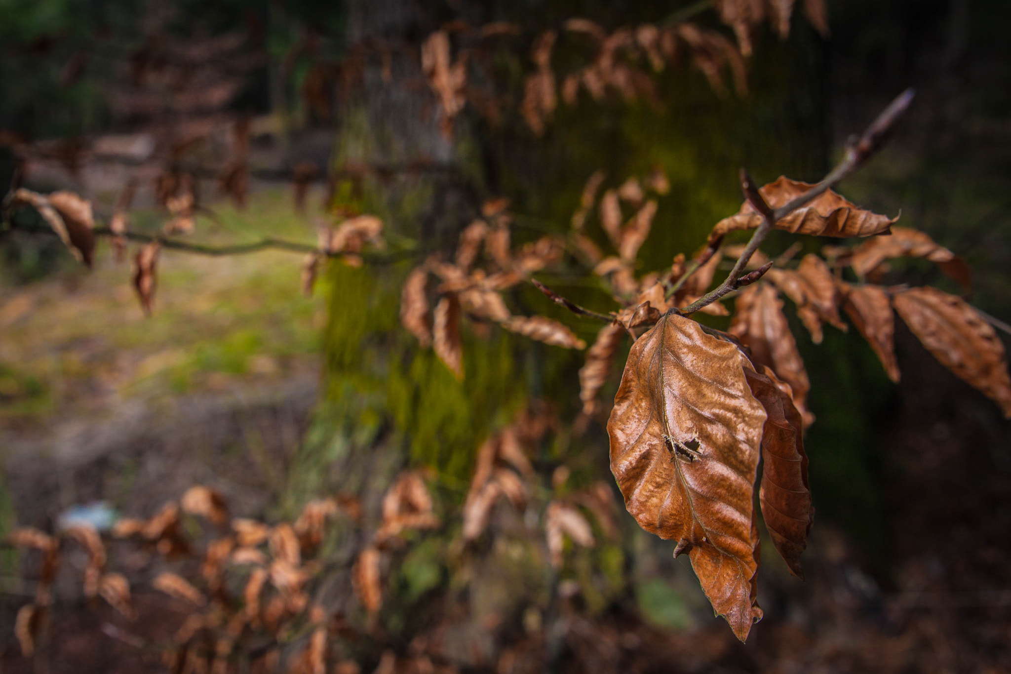 Canon EOS 50D + Sigma 24-70mm F2.8 EX DG Macro sample photo. Img photography