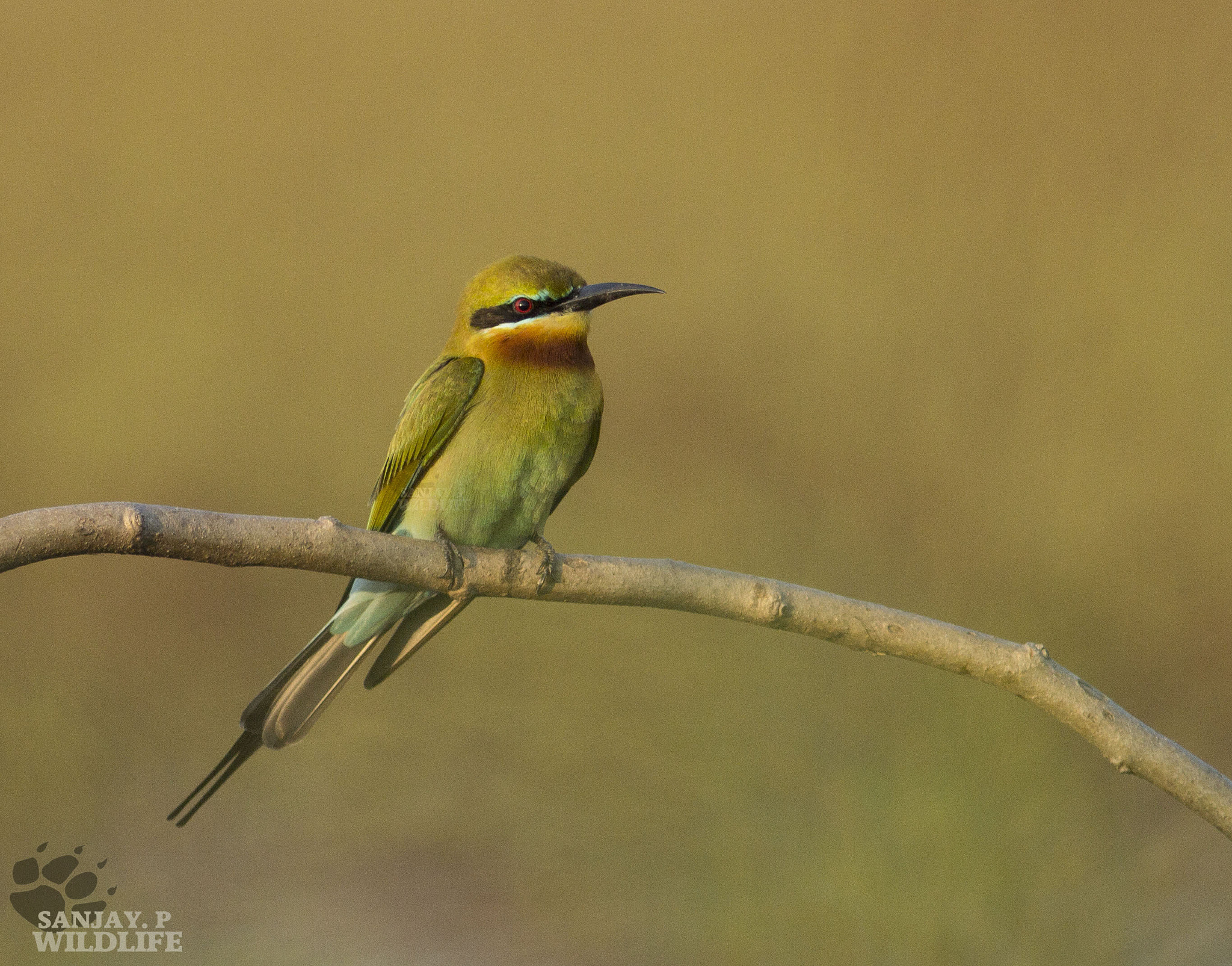 Canon EOS 60D + Canon EF 300mm F4L IS USM sample photo. Blue-tailed bee-eater (merops philippinus) photography