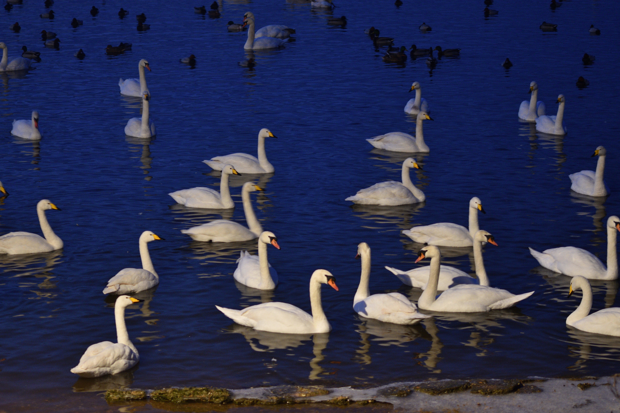 Sigma 70-300mm F4-5.6 APO DG Macro sample photo. Blue water swans photography