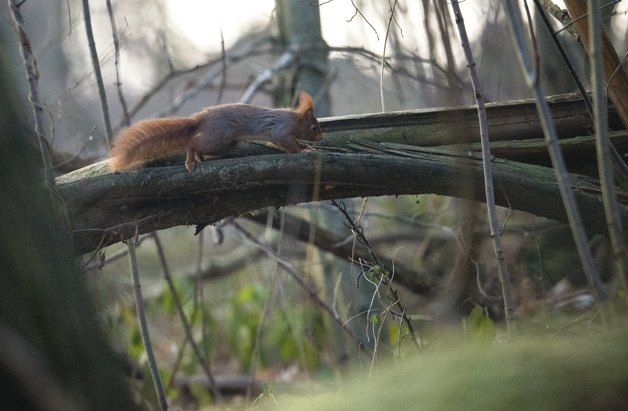 Nikon D800 + Nikon AF-S Nikkor 500mm F4E FL ED VR sample photo. Écureuil roux photography