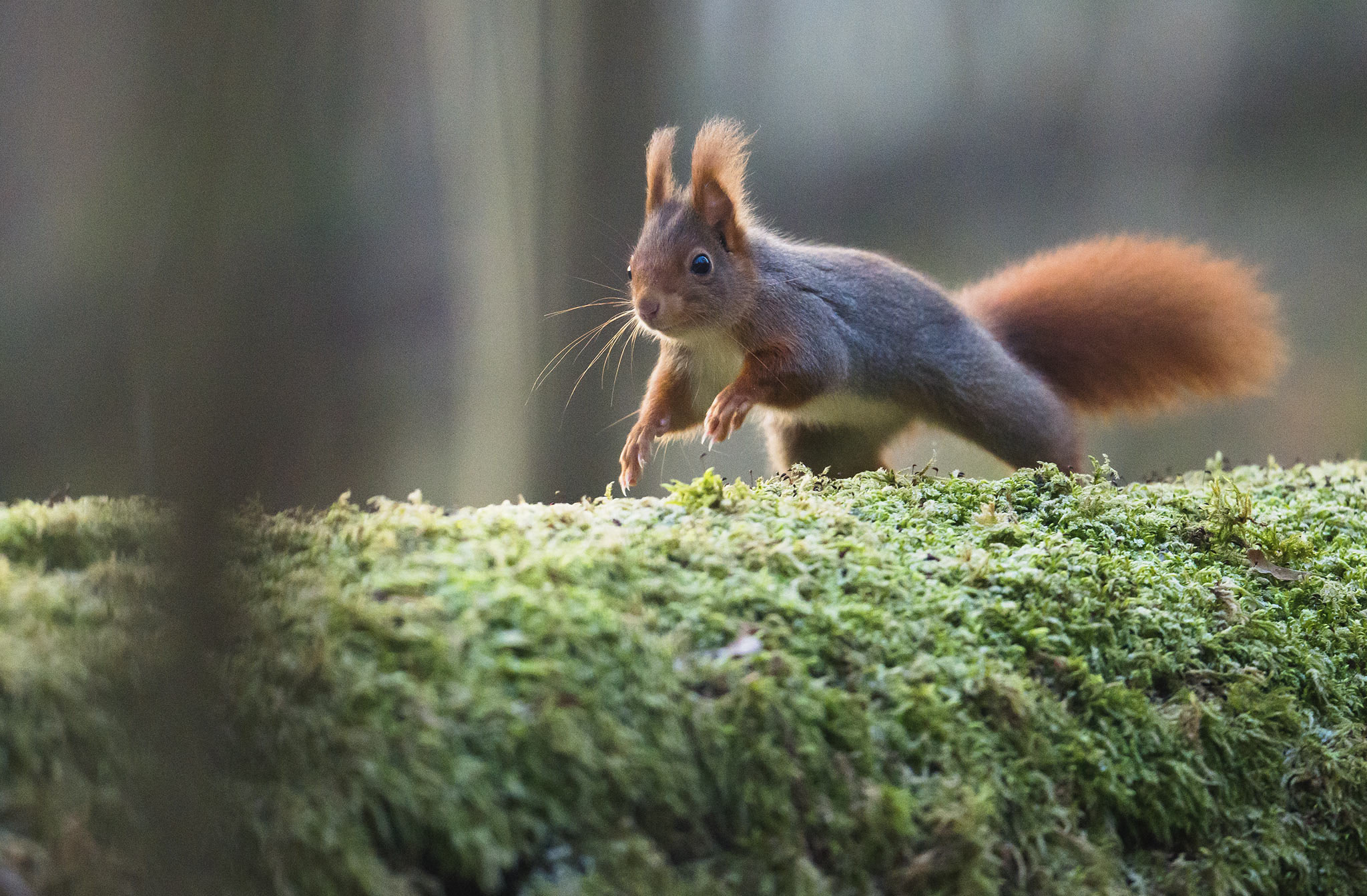 Nikon D800 + Nikon AF-S Nikkor 500mm F4E FL ED VR sample photo. Écureuil roux photography