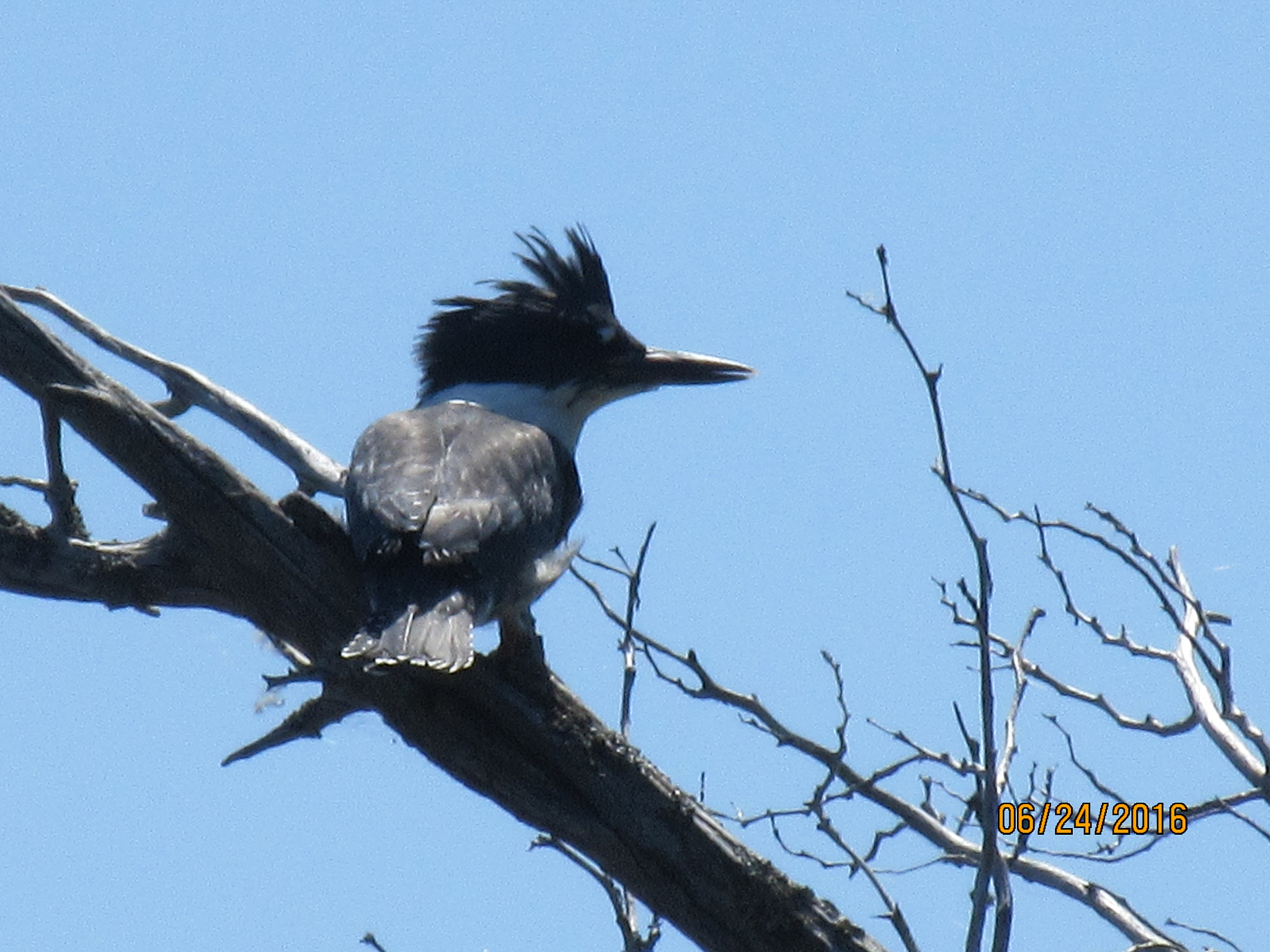 Canon PowerShot ELPH 340 HS (IXUS 265 HS / IXY 630) sample photo. Birds photography