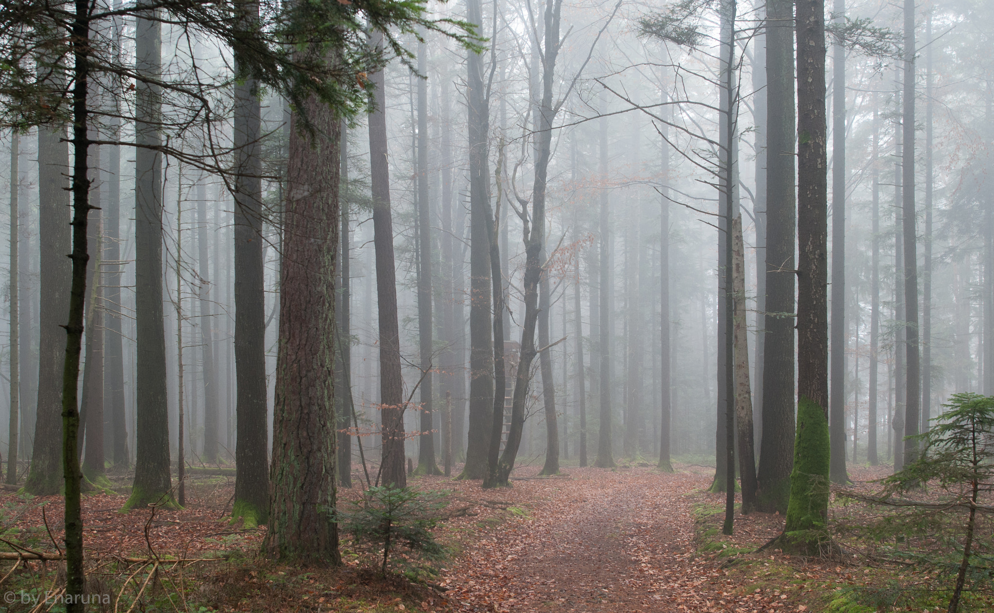 Nikon D300S + Nikon AF-S Nikkor 24mm F1.4G ED sample photo. Misty wood photography