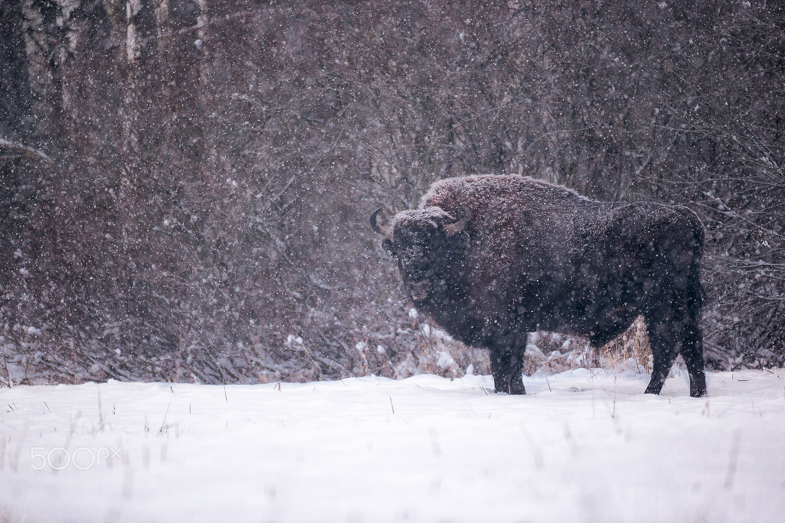 Canon EOS-1D X + Canon EF 500mm F4L IS USM sample photo. The european bison (bison bonasus) photography