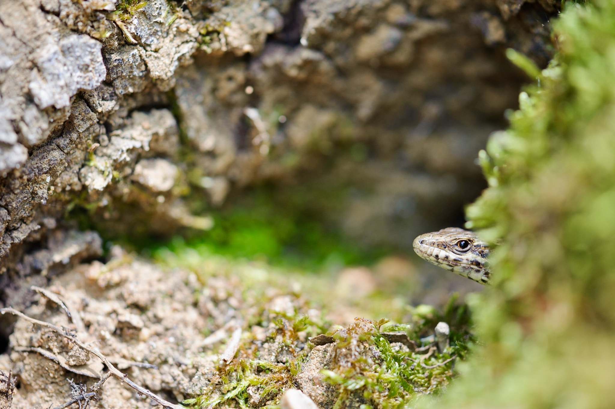 Nikon D700 + Nikon AF Micro-Nikkor 200mm F4D ED-IF sample photo. Shy guy photography