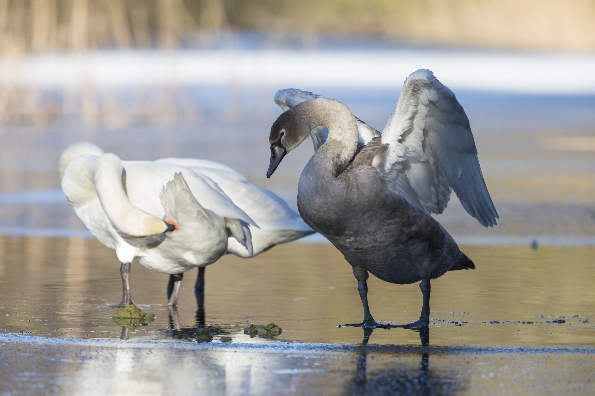 Canon EF 300mm F2.8L IS II USM sample photo. Personal hygiene photography