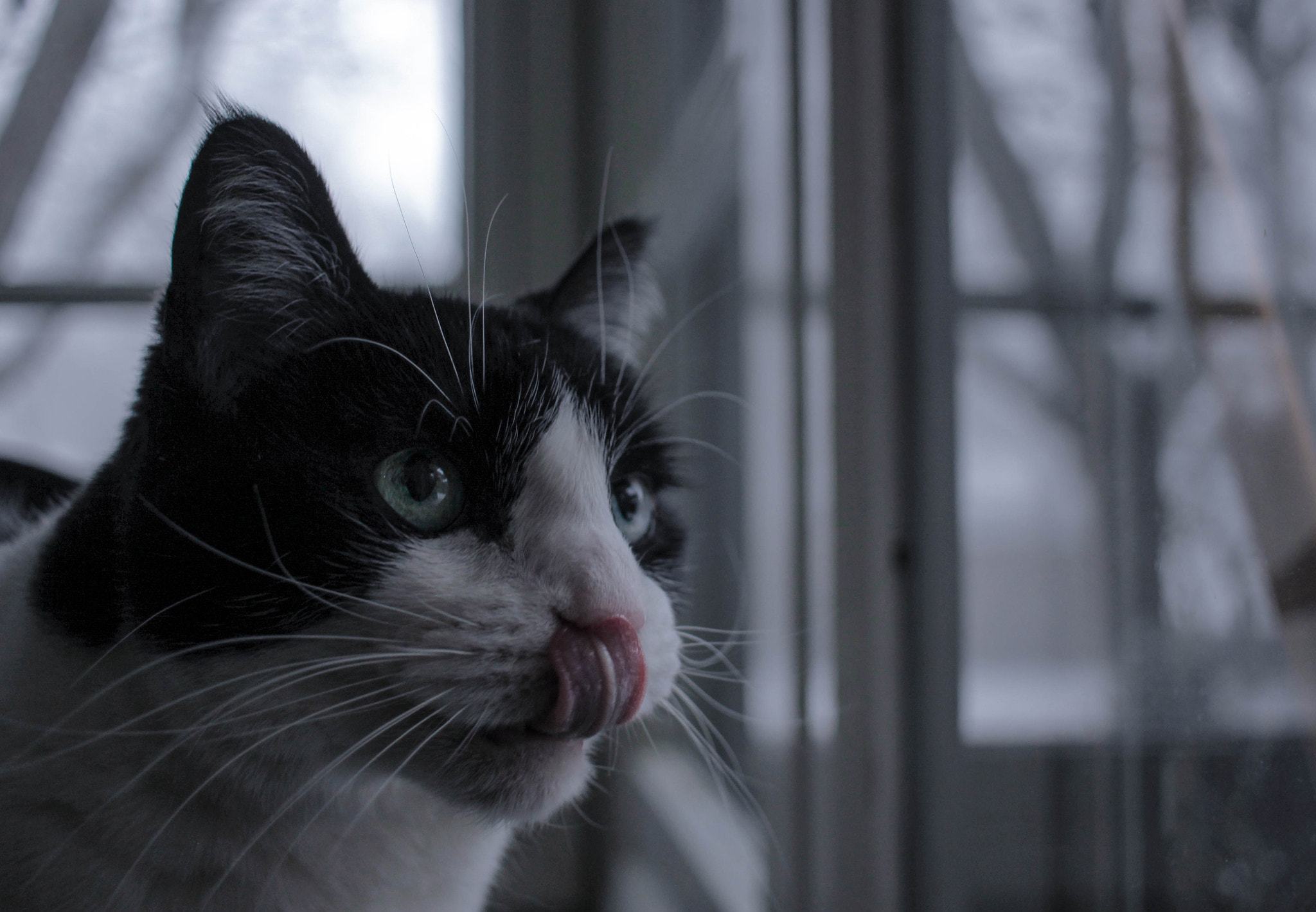 Canon EF-S 24mm F2.8 STM sample photo. Poppy photography