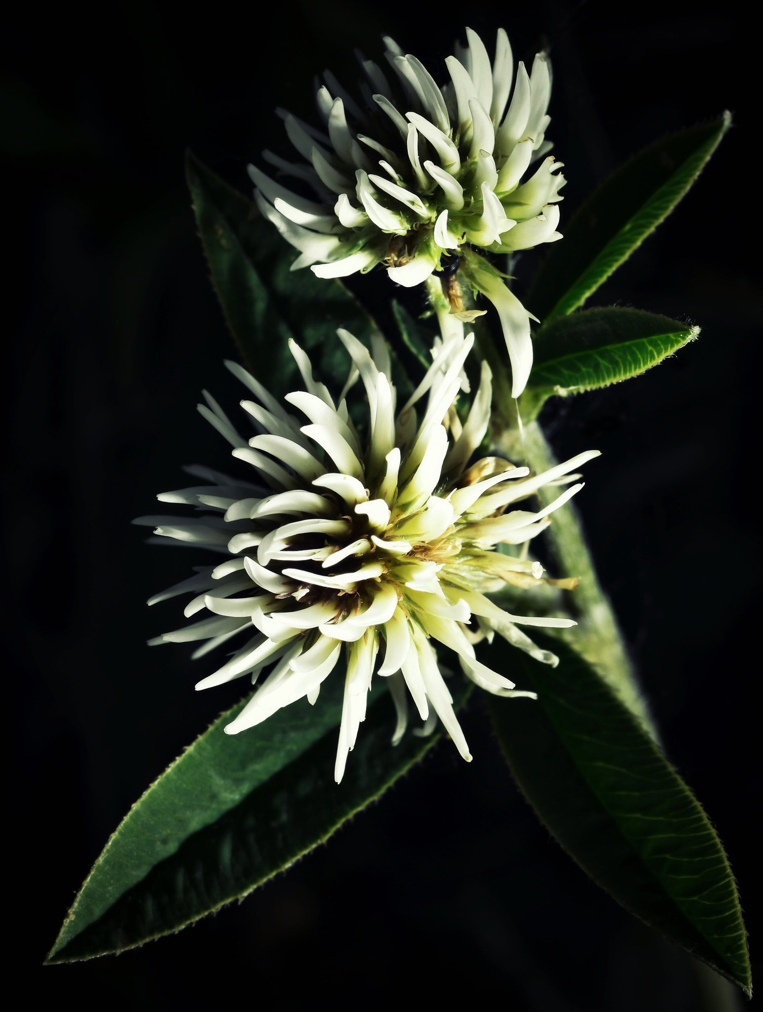 Nikon D5500 sample photo. The white clover flowers photography