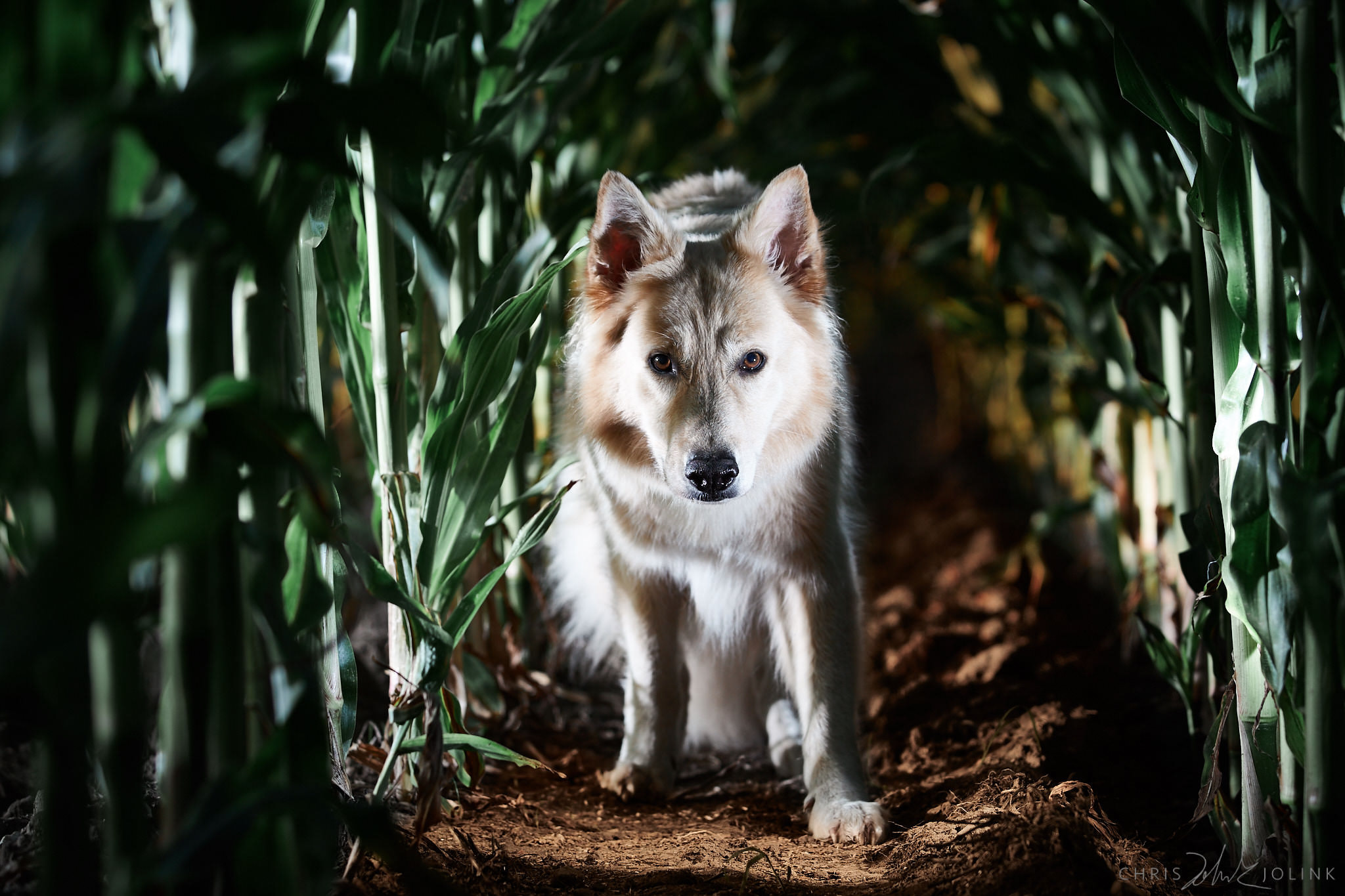 Canon EOS-1D Mark IV sample photo. Corn dog photography