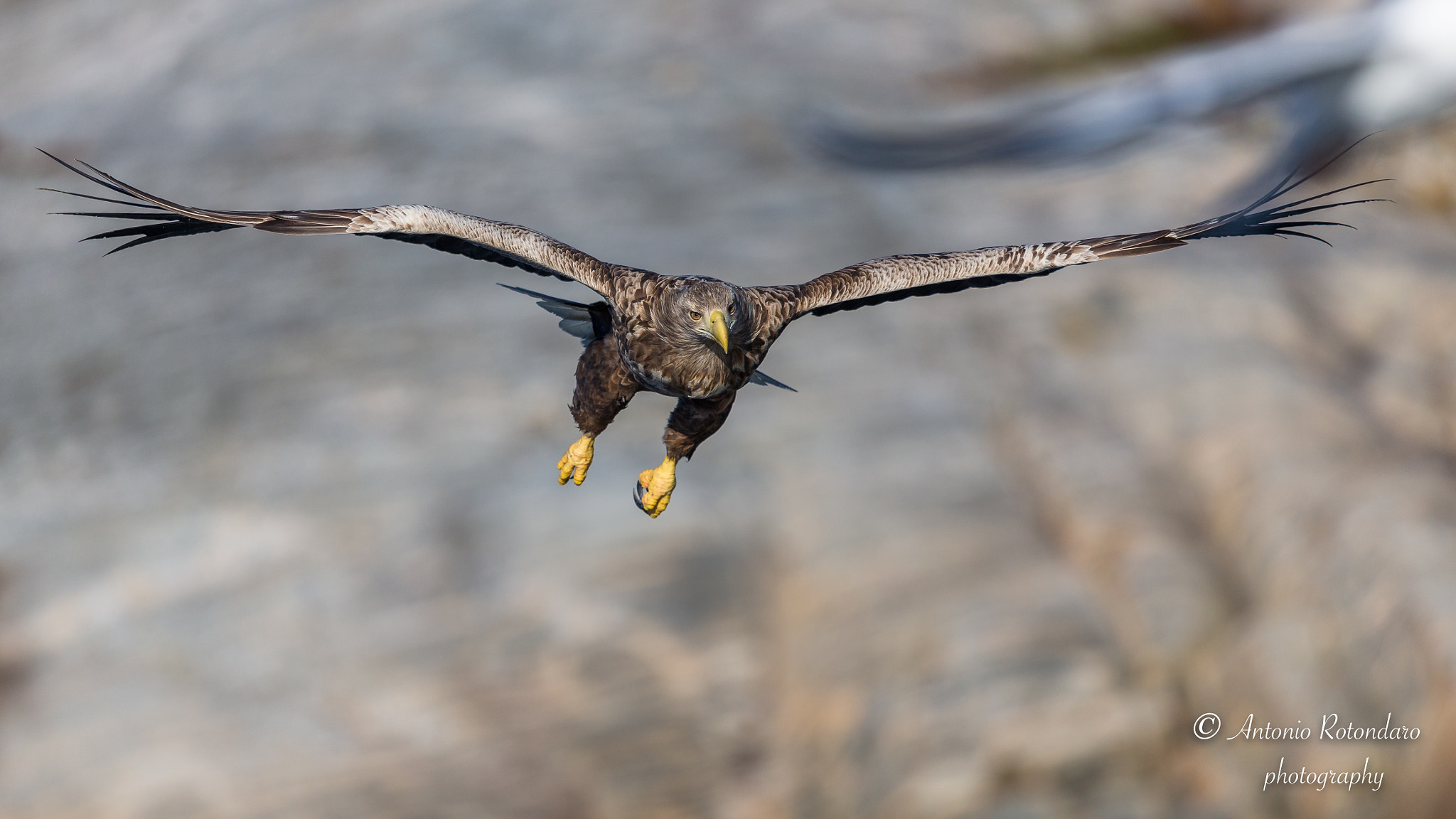 Canon EF 500mm F4L IS II USM sample photo. Aquila marina  photography