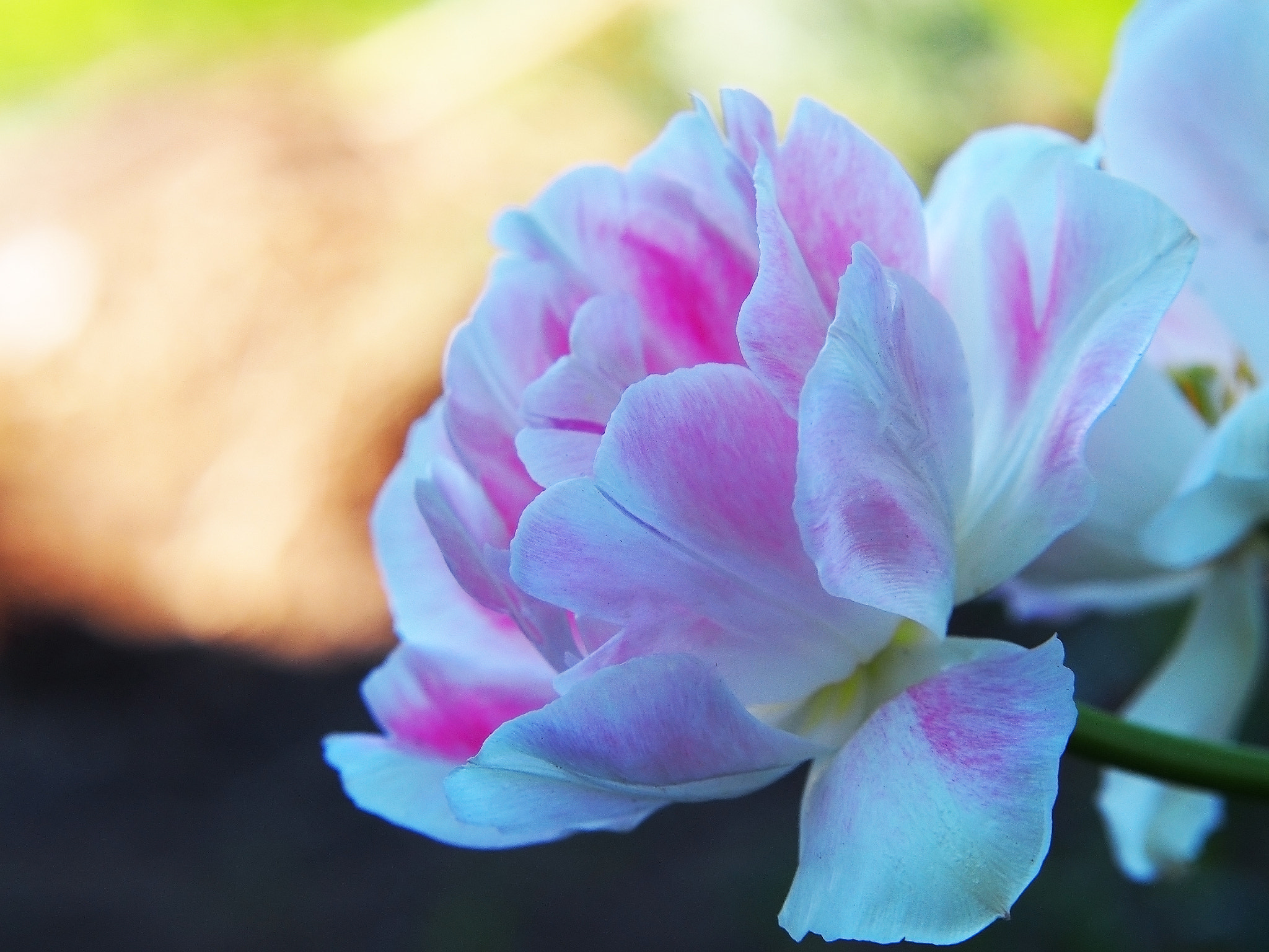 Olympus PEN E-PL5 sample photo. Tulip photography