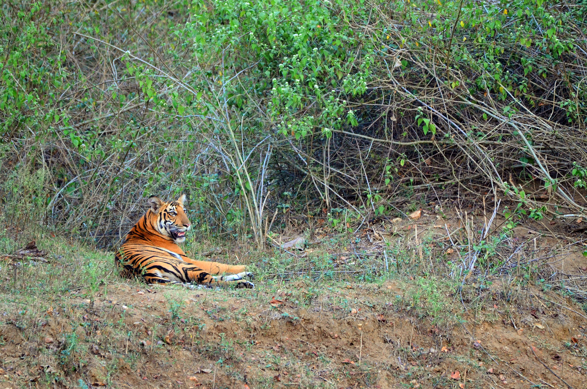 Nikon D5100 sample photo. Tiger tiger  photography