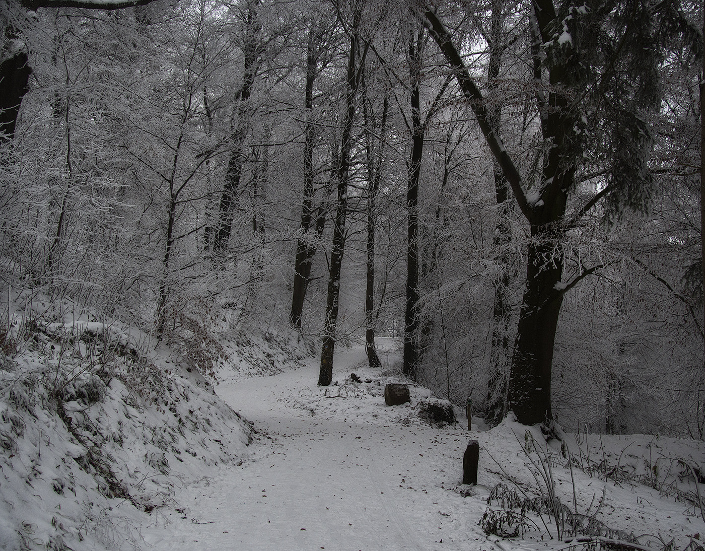 Olympus OM-D E-M5 sample photo. Forest in snow photography