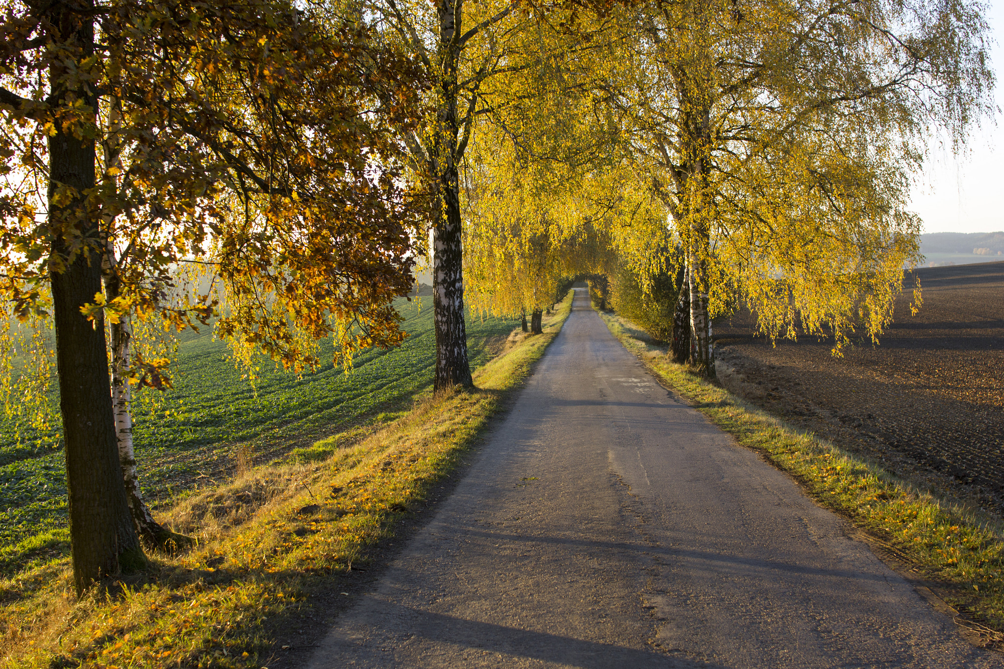 Sigma 30mm F1.4 EX DC HSM sample photo. Autumn photography