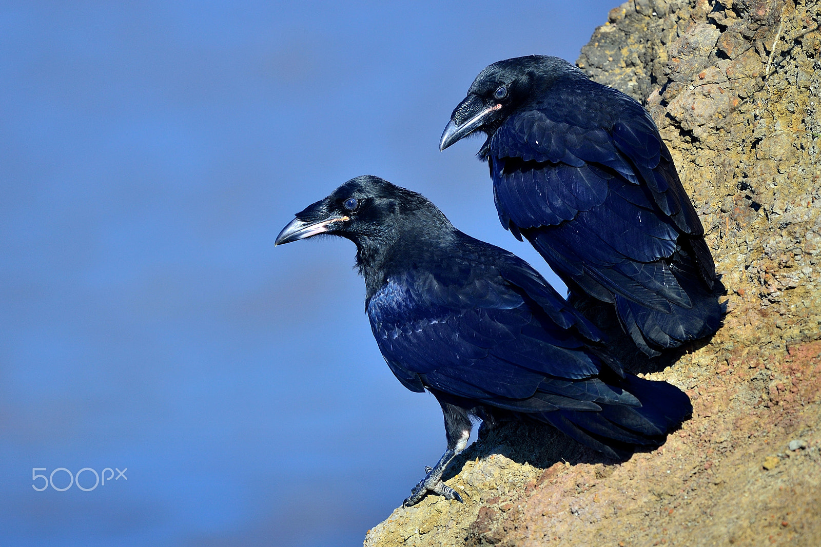 Nikon Nikkor AF-S 300mm F4E PF ED VR sample photo. Brothers photography