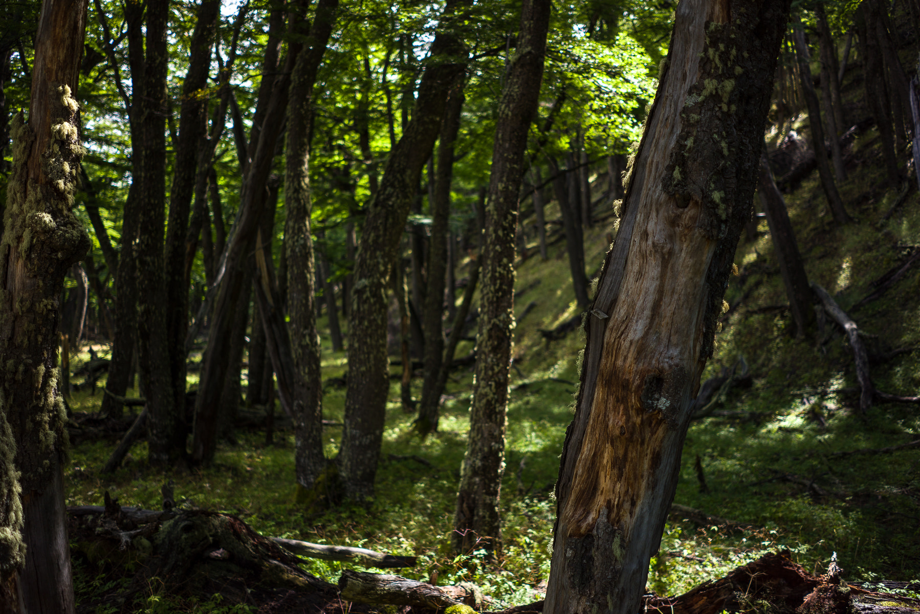 Sony a7R + Sony FE 28mm F2 sample photo. Forest photography