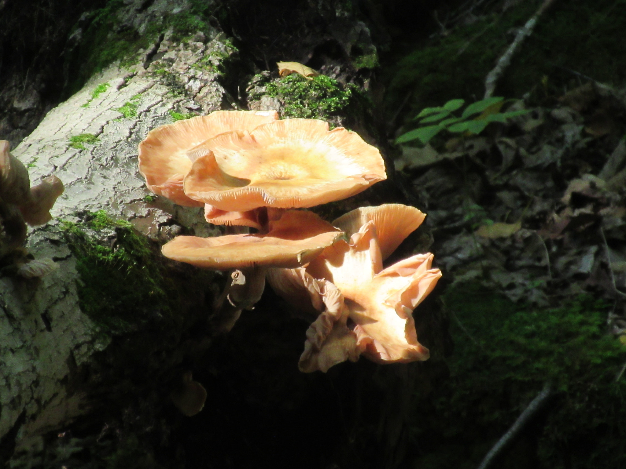 Canon PowerShot ELPH 340 HS (IXUS 265 HS / IXY 630) sample photo. Fungus. photography