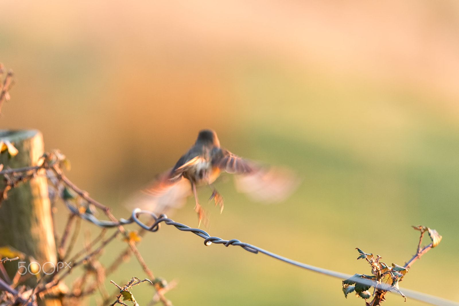 Canon EF 500mm F4L IS II USM sample photo. Up up and away photography
