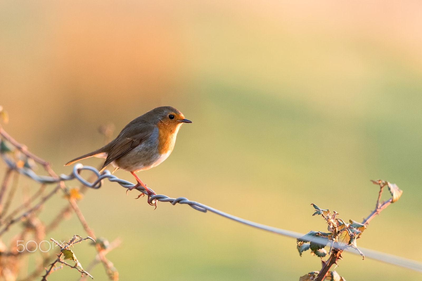 Canon EF 500mm F4L IS II USM sample photo. Robin on a wire photography