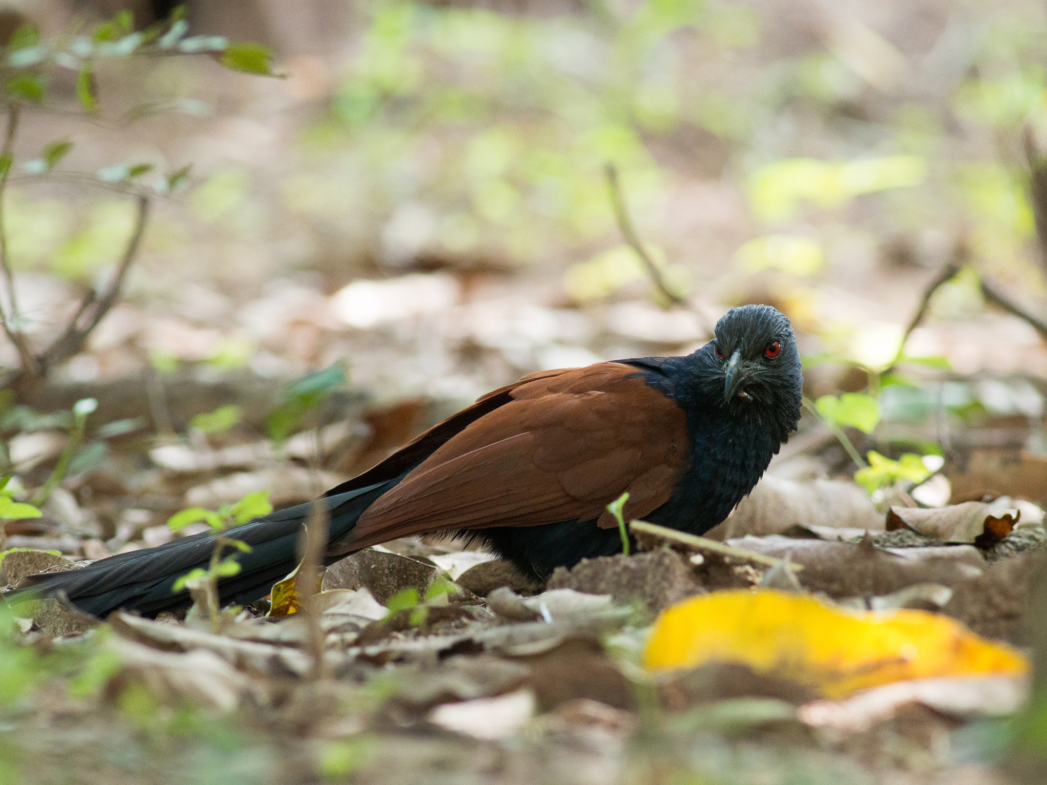 Olympus OM-D E-M1 + Metabones 400/5.6 sample photo. Greater coucal photography