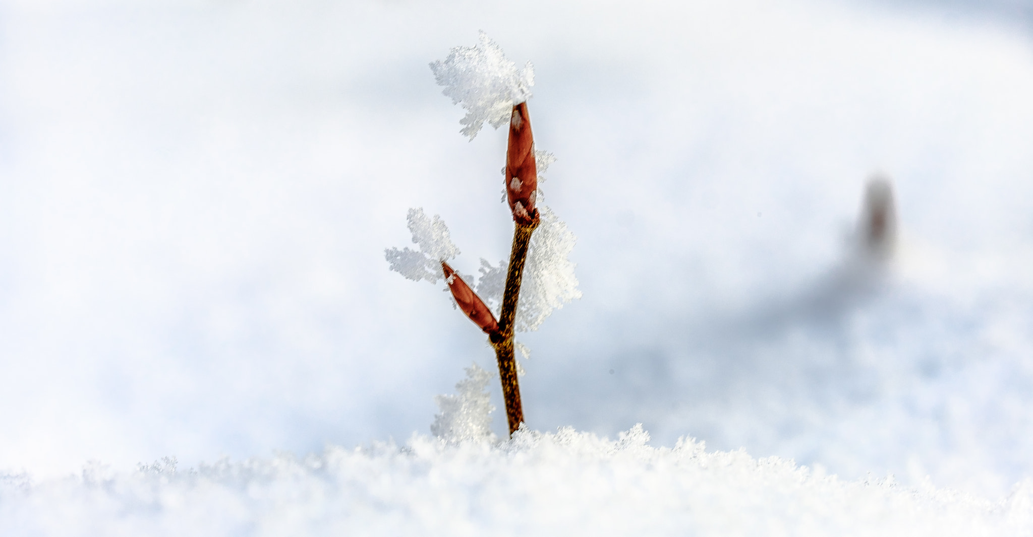 Fujifilm X-T2 + Fujifilm XF 90mm F2 R LM WR sample photo. Winter farewell photography