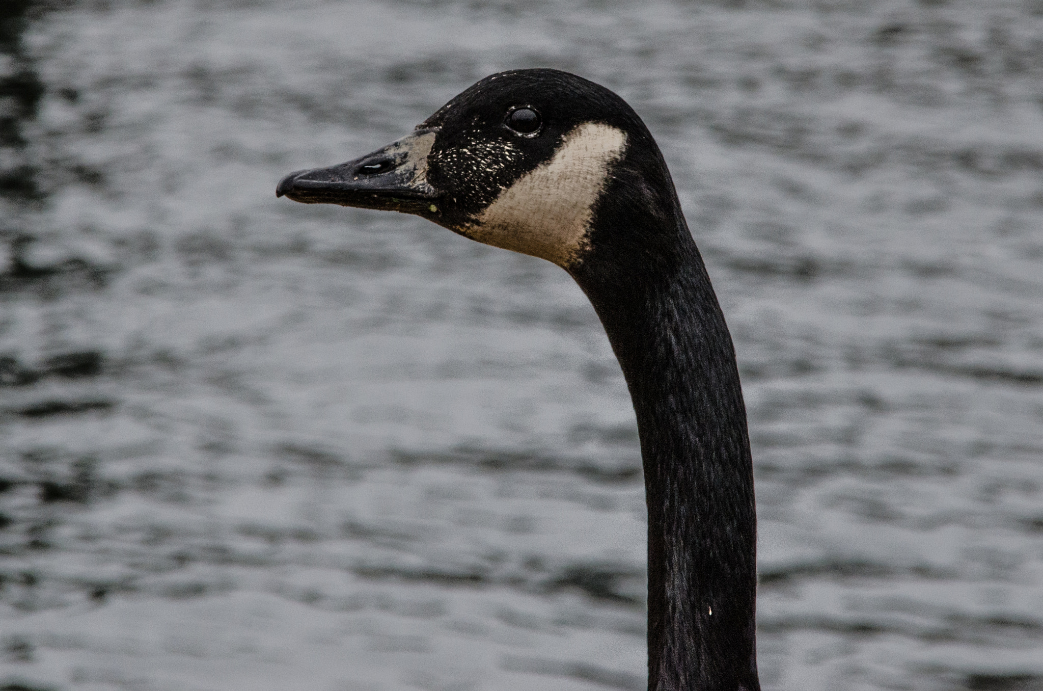 Sigma 28-300mm F3.5-6.3 DG Macro sample photo. Goose head photography