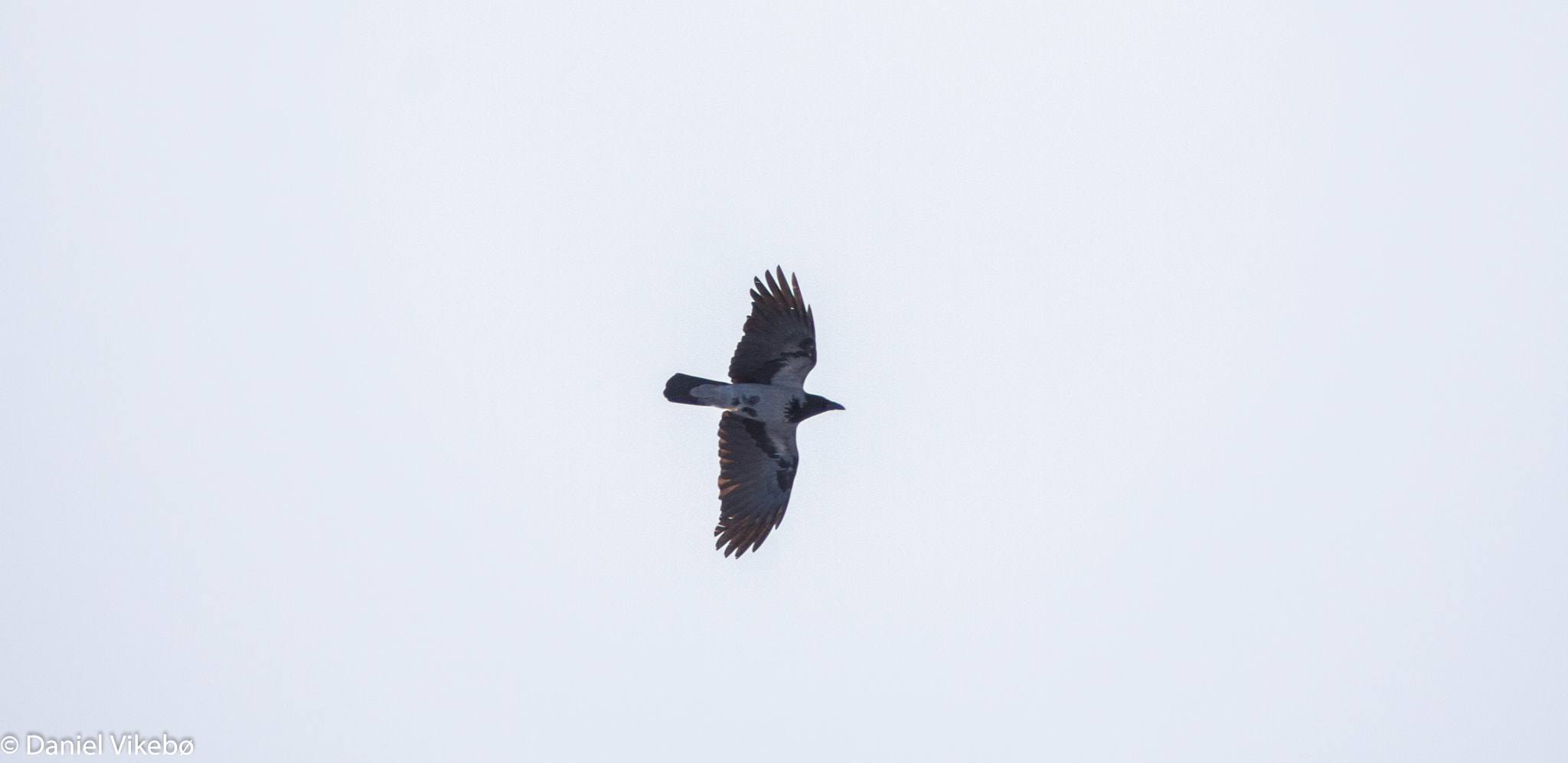 Sigma 50-500mm f/4-6.3 APO HSM EX sample photo. Crow photography