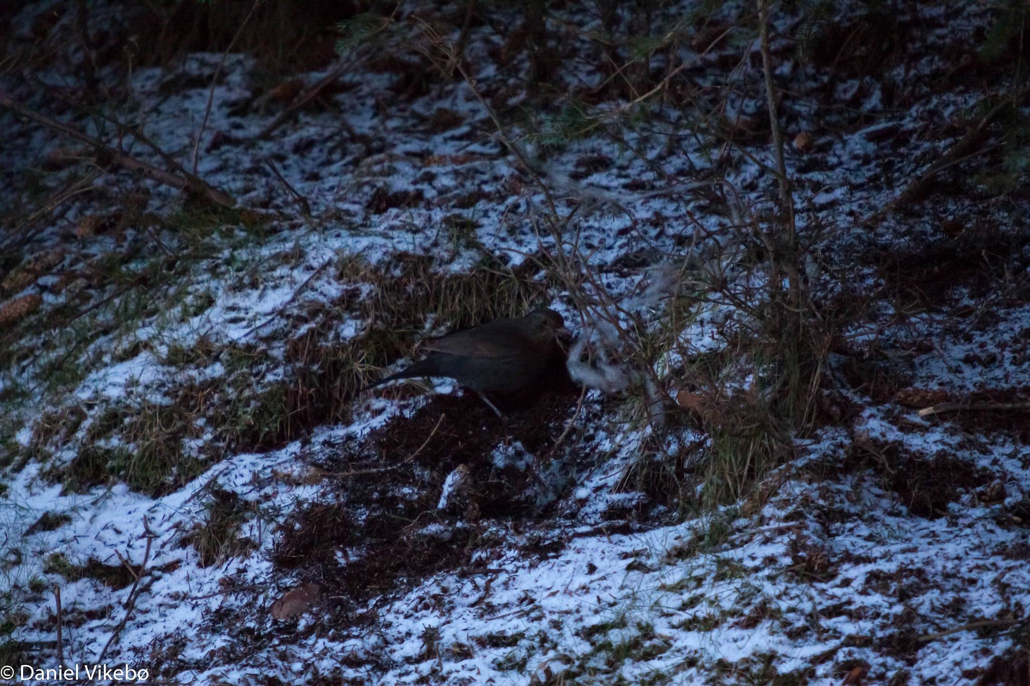 Sigma 50-500mm f/4-6.3 APO HSM EX sample photo. Bird after food photography
