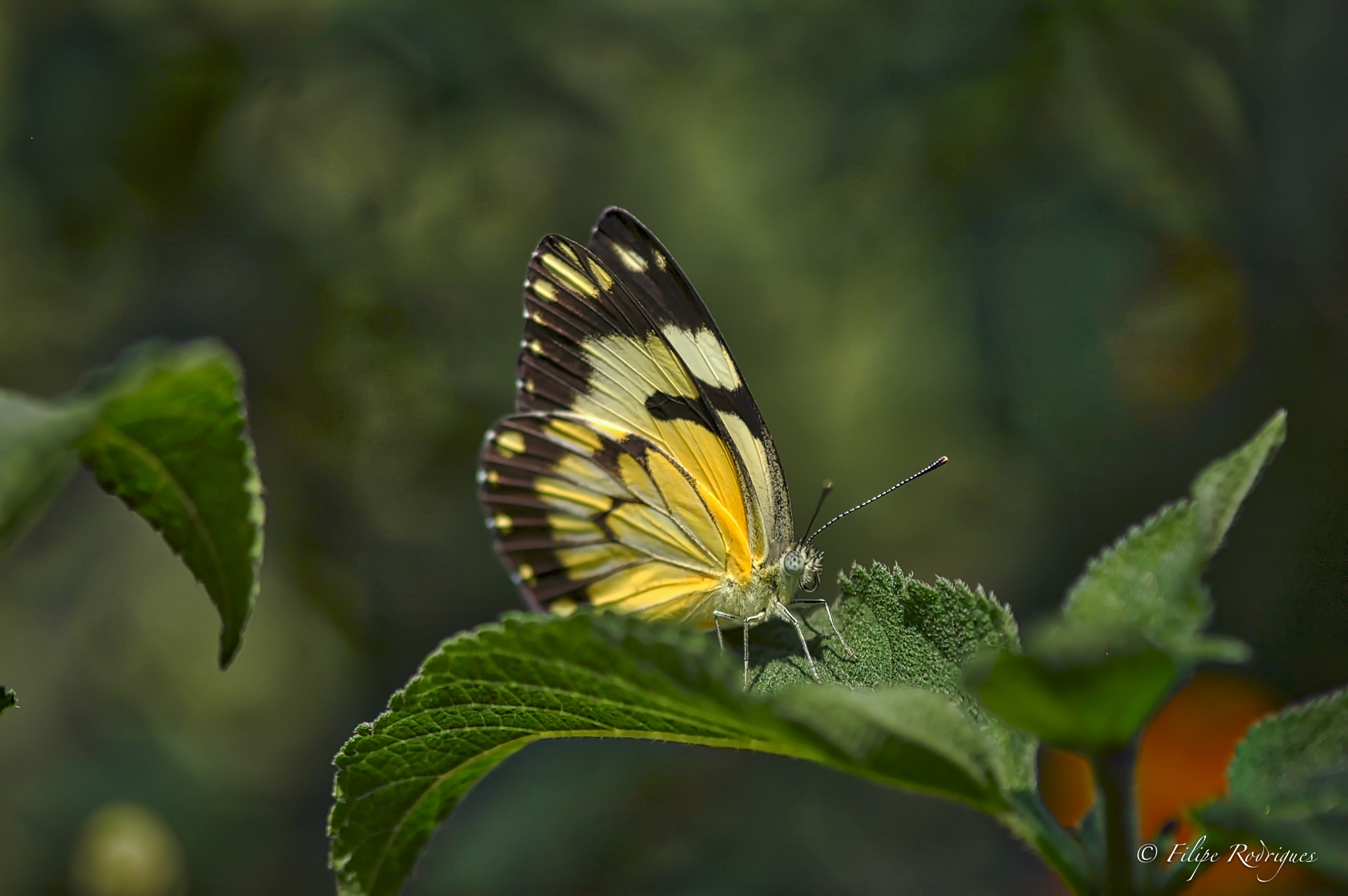 Nikon D70 + AF Micro-Nikkor 105mm f/2.8 sample photo. Papillon photography