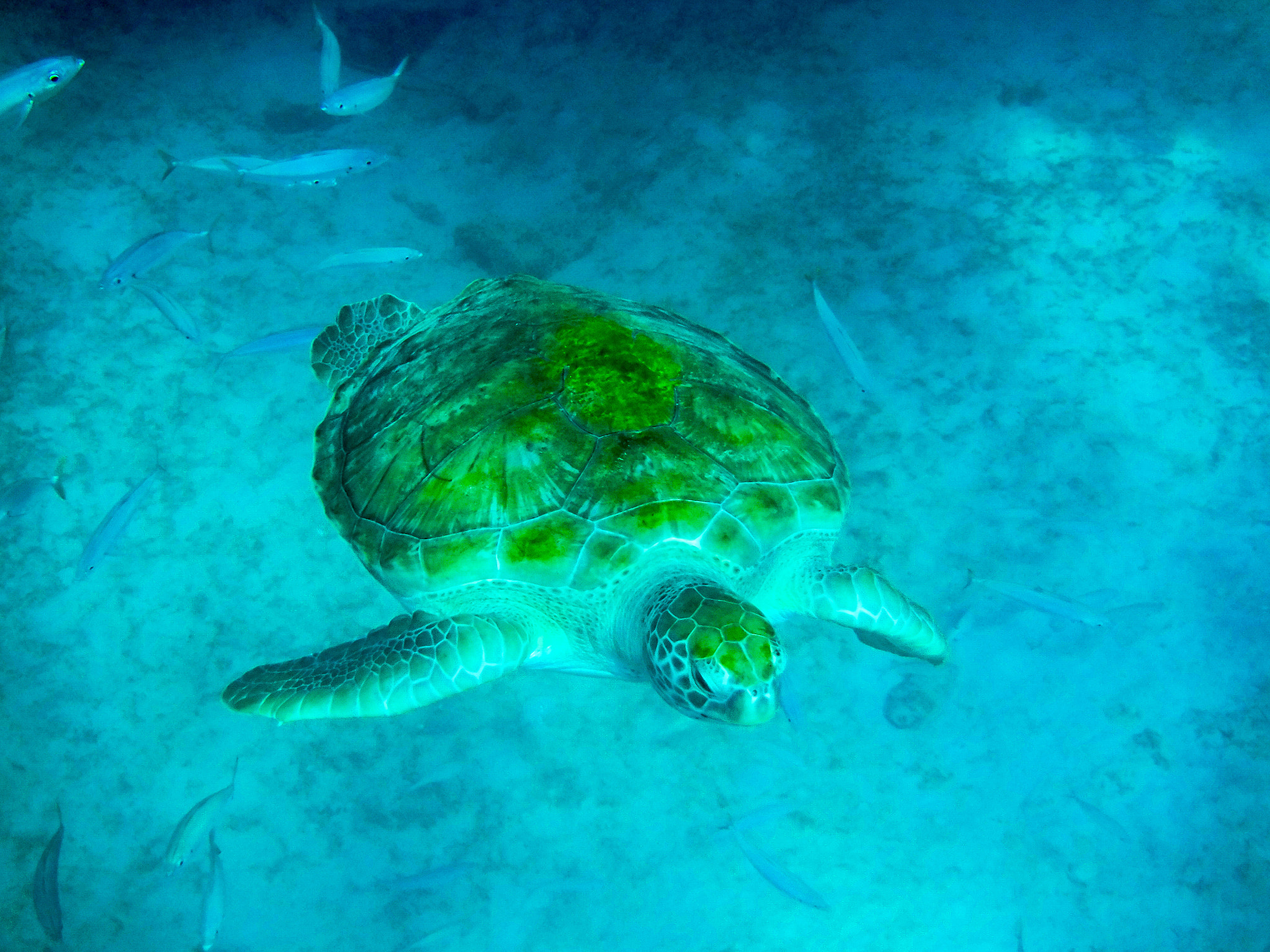 Fujifilm FinePix XP90 XP91 XP95 sample photo. This picture of a sea turtle was taken in barbados, caribbean. photography