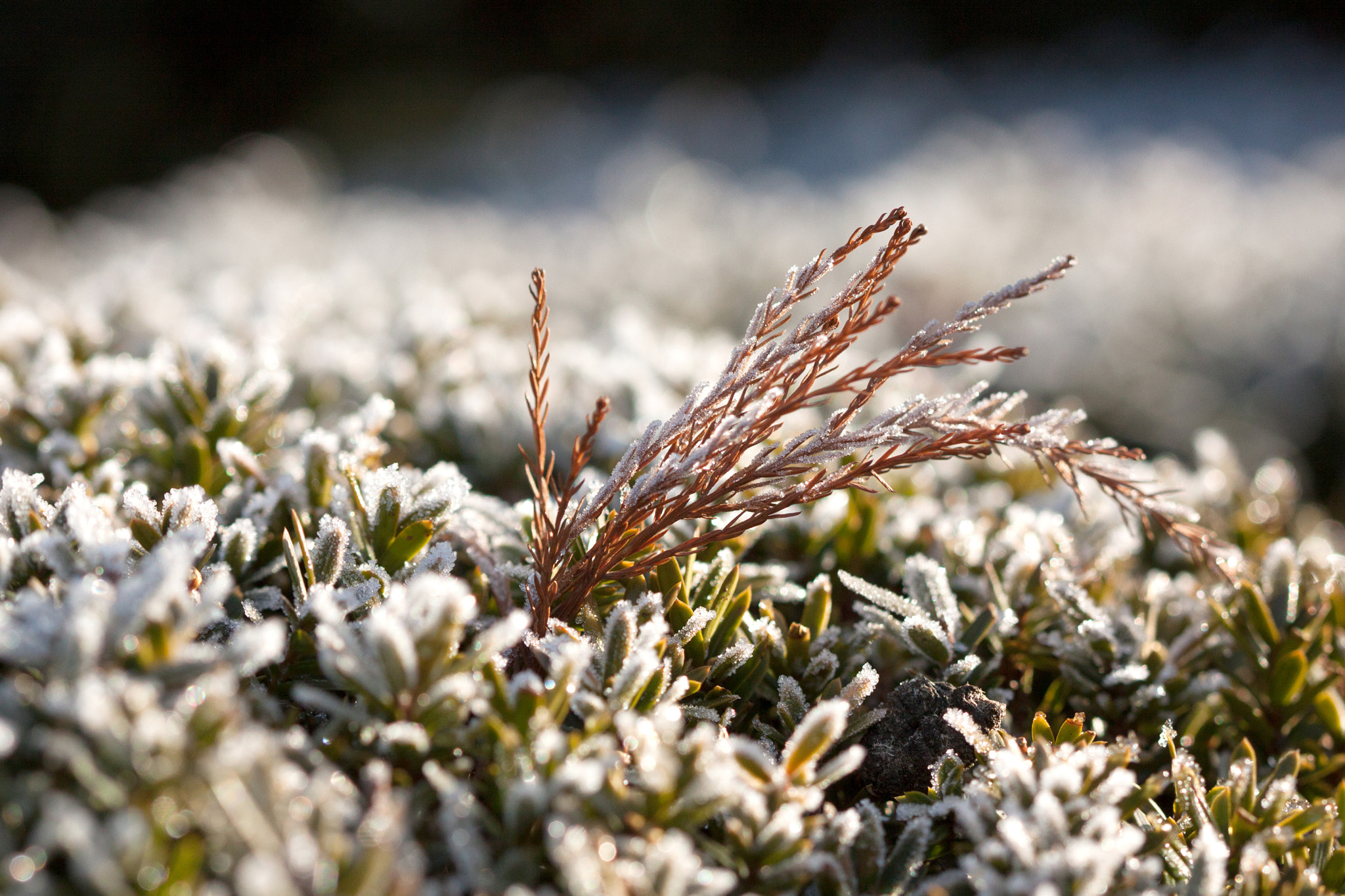 Canon EF 100mm F2.8 Macro USM sample photo. Le panache photography