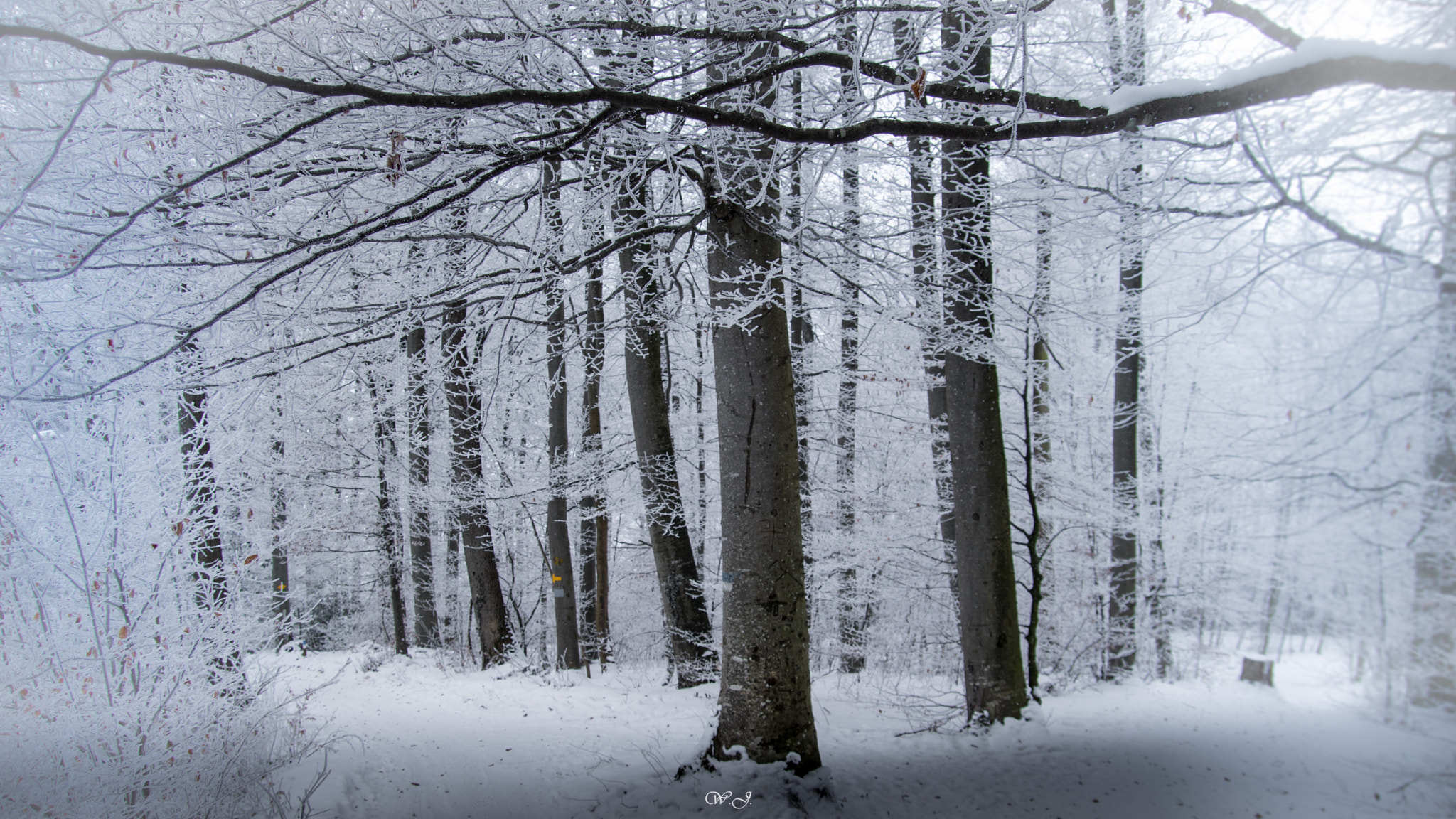Sony ILCA-77M2 sample photo. Icy winter forest photography
