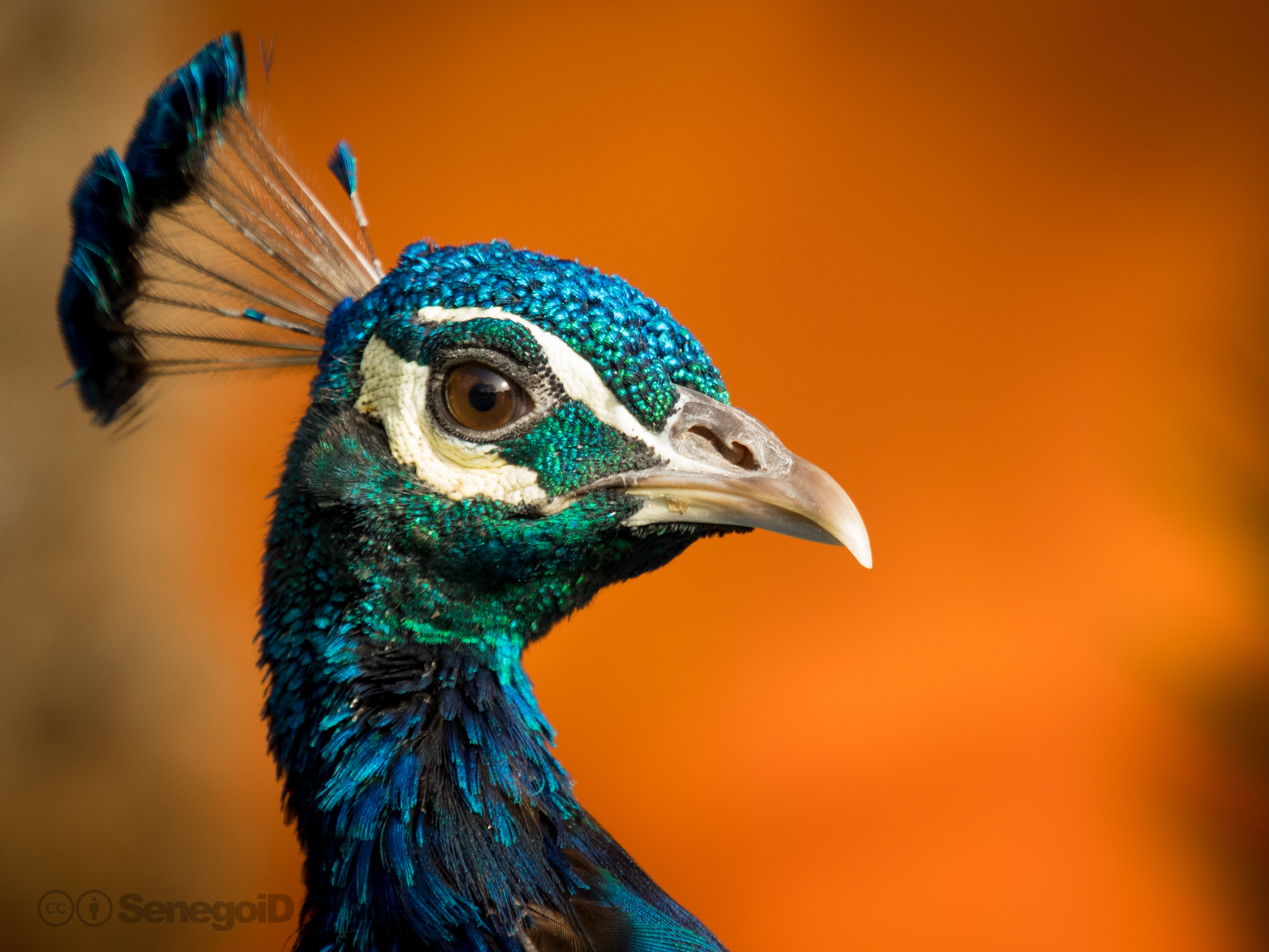 Olympus OM-D E-M1 + Olympus M.Zuiko Digital ED 40-150mm F2.8 Pro sample photo. Pavo cristatus photography