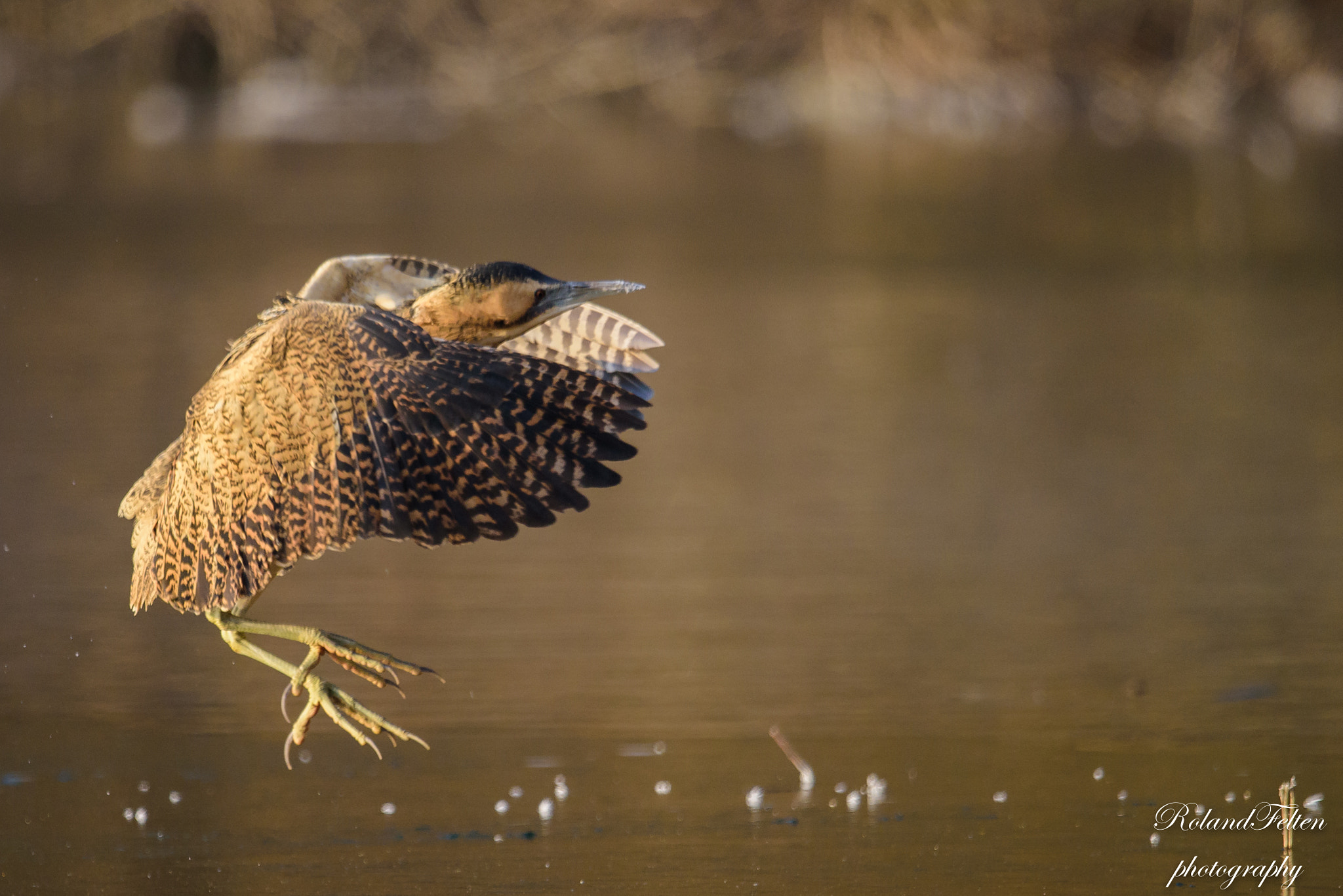 Nikon AF-S Nikkor 600mm F4G ED VR sample photo. About to land photography