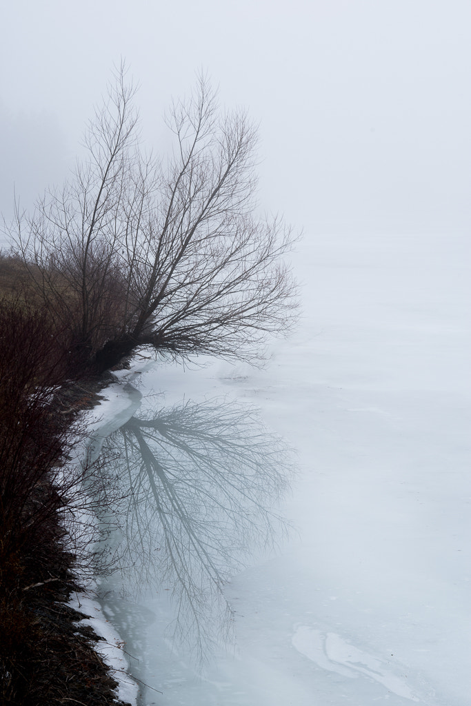 Pentax K-1 sample photo. Tree reflection during heavy fog photography