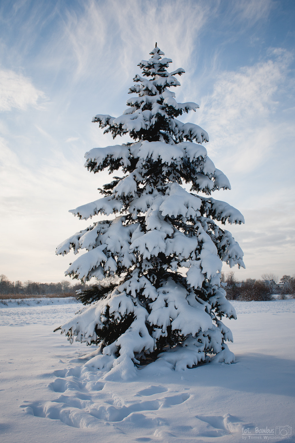 Canon EOS 5D sample photo. Winter tree photography