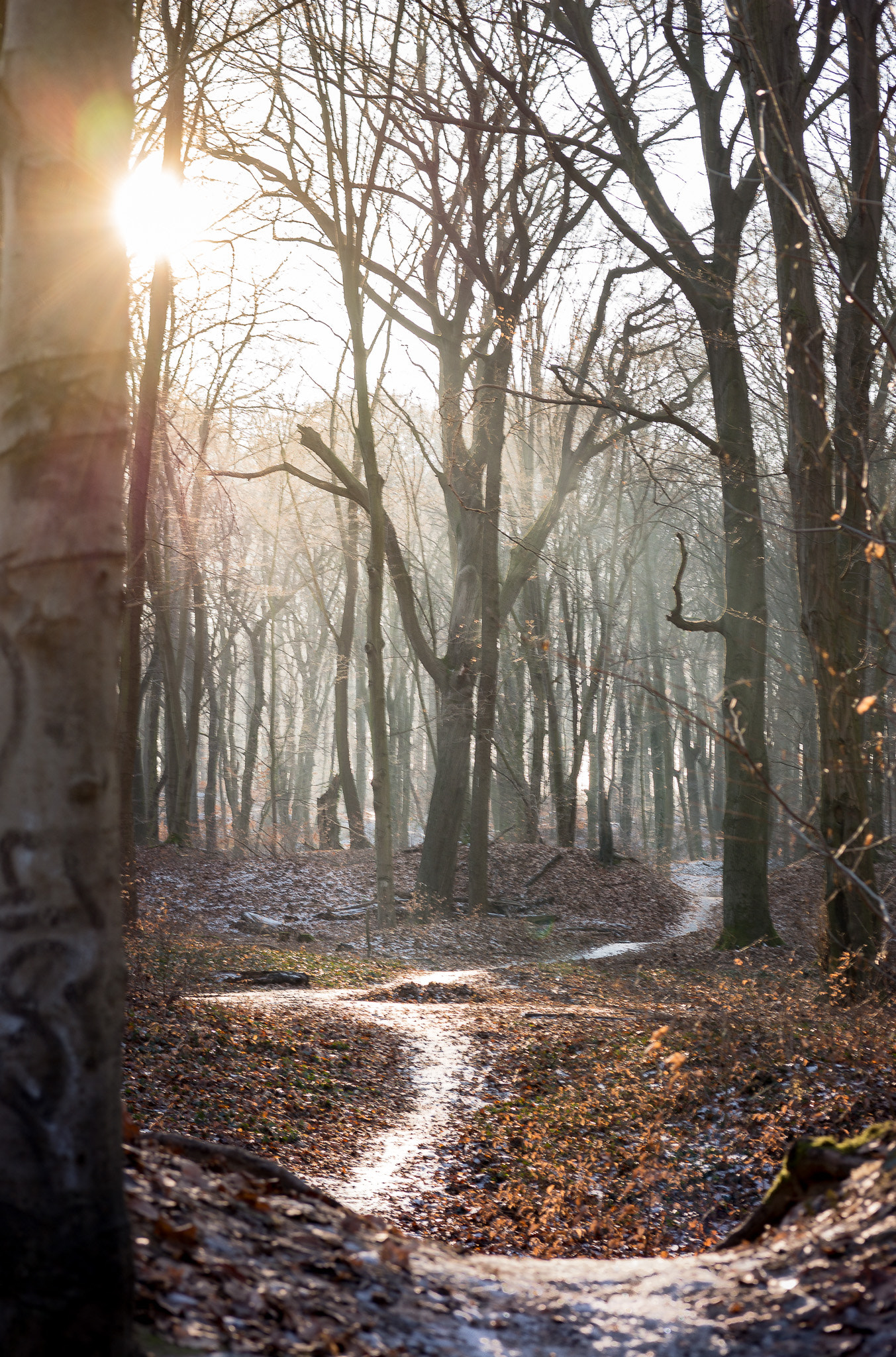 Samsung NX 45mm F1.8 sample photo. Icy way through forest photography