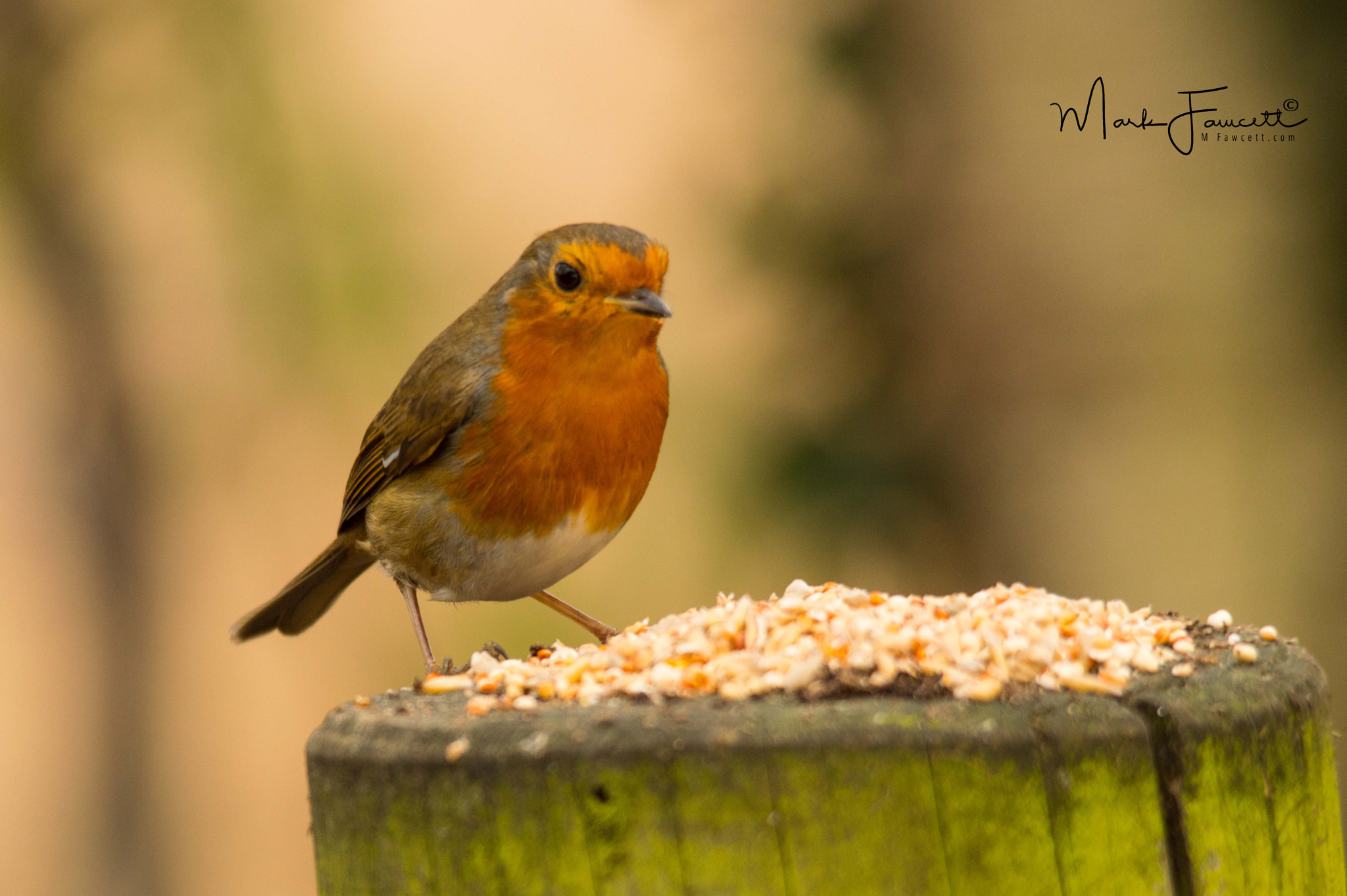 Sigma 150-500mm F5-6.3 DG OS HSM sample photo. Robin photography