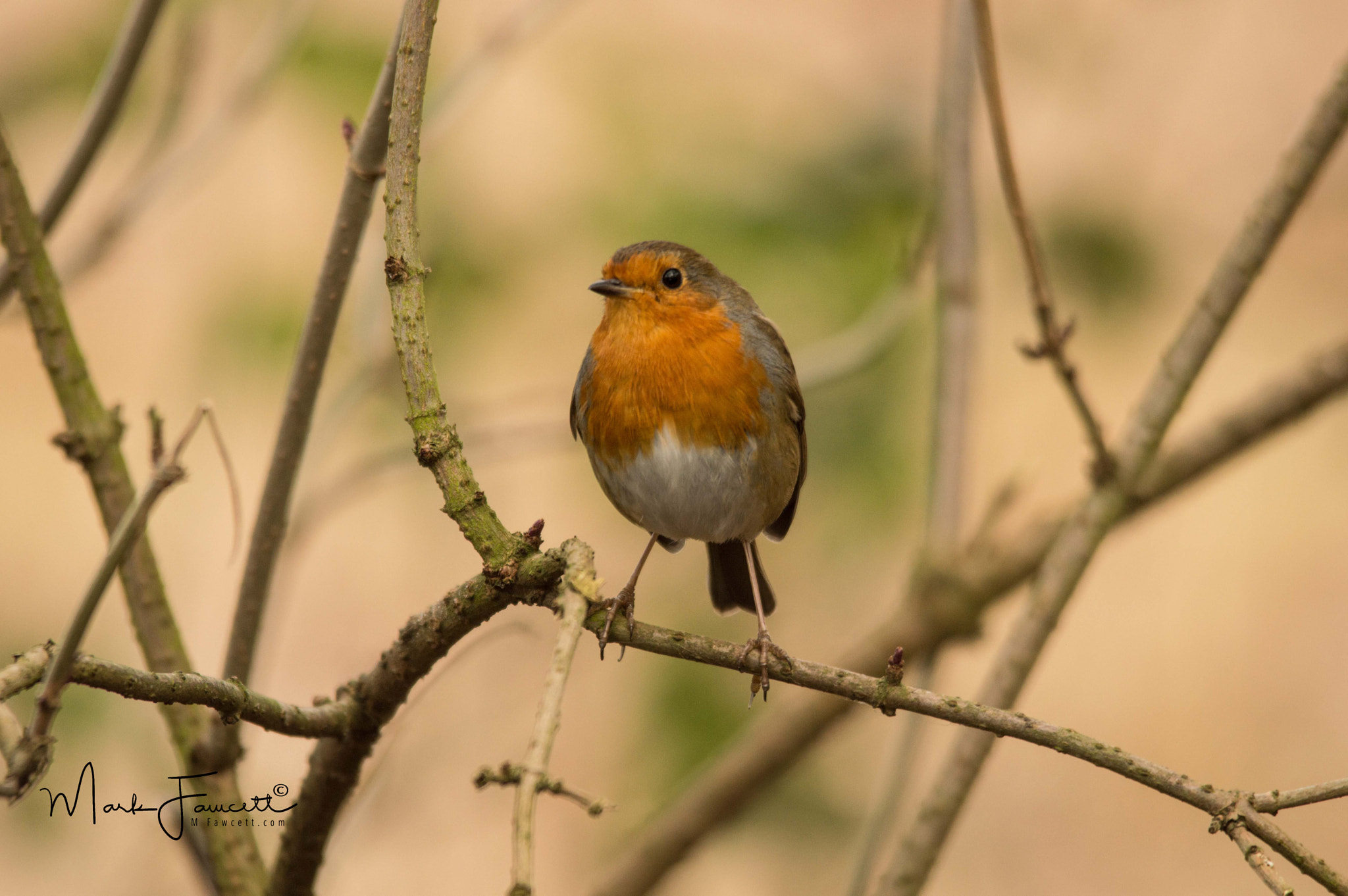 Sigma 150-500mm F5-6.3 DG OS HSM sample photo. Robin photography
