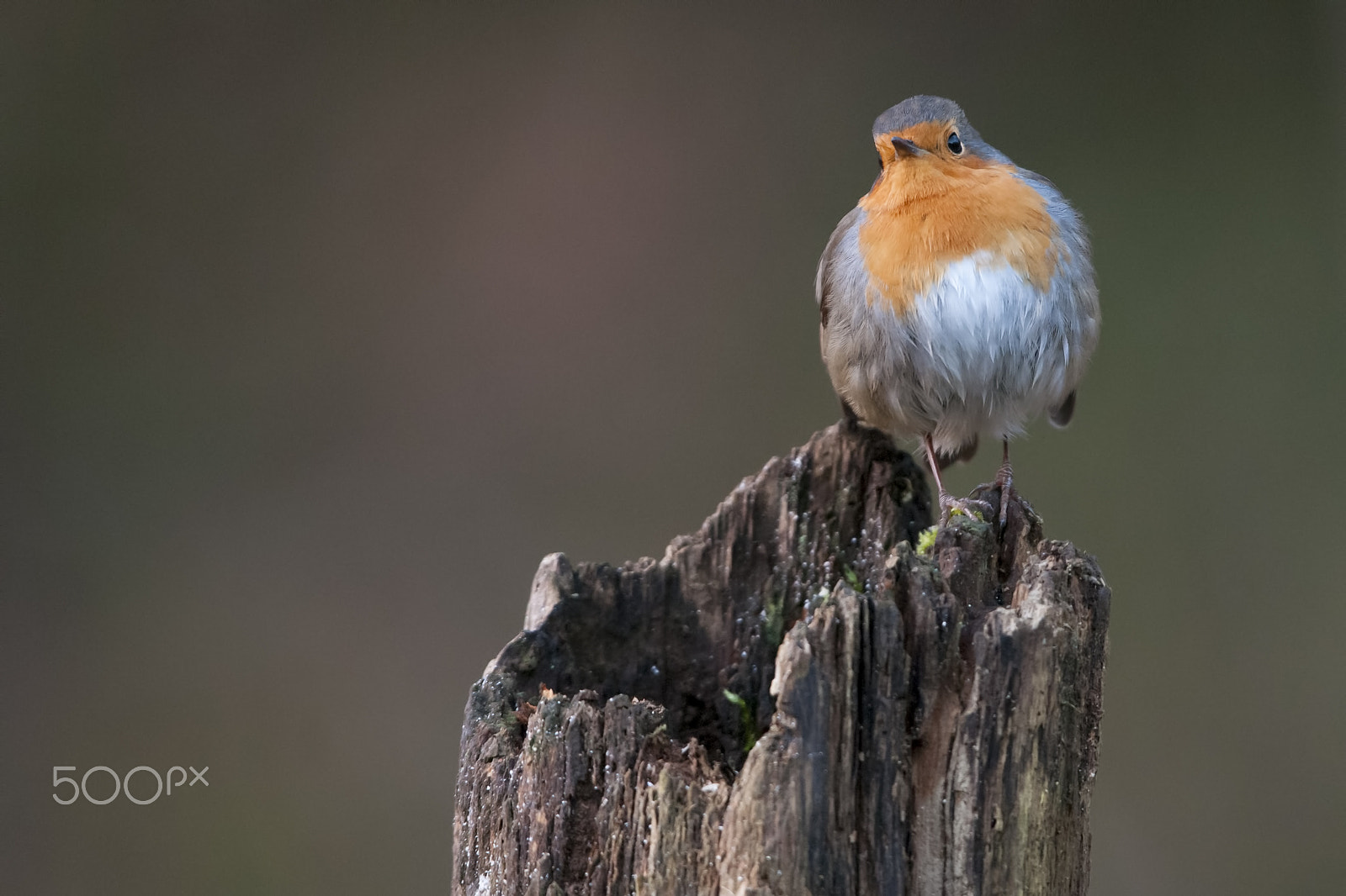 Nikon D300S sample photo. Erithacus rubecula photography