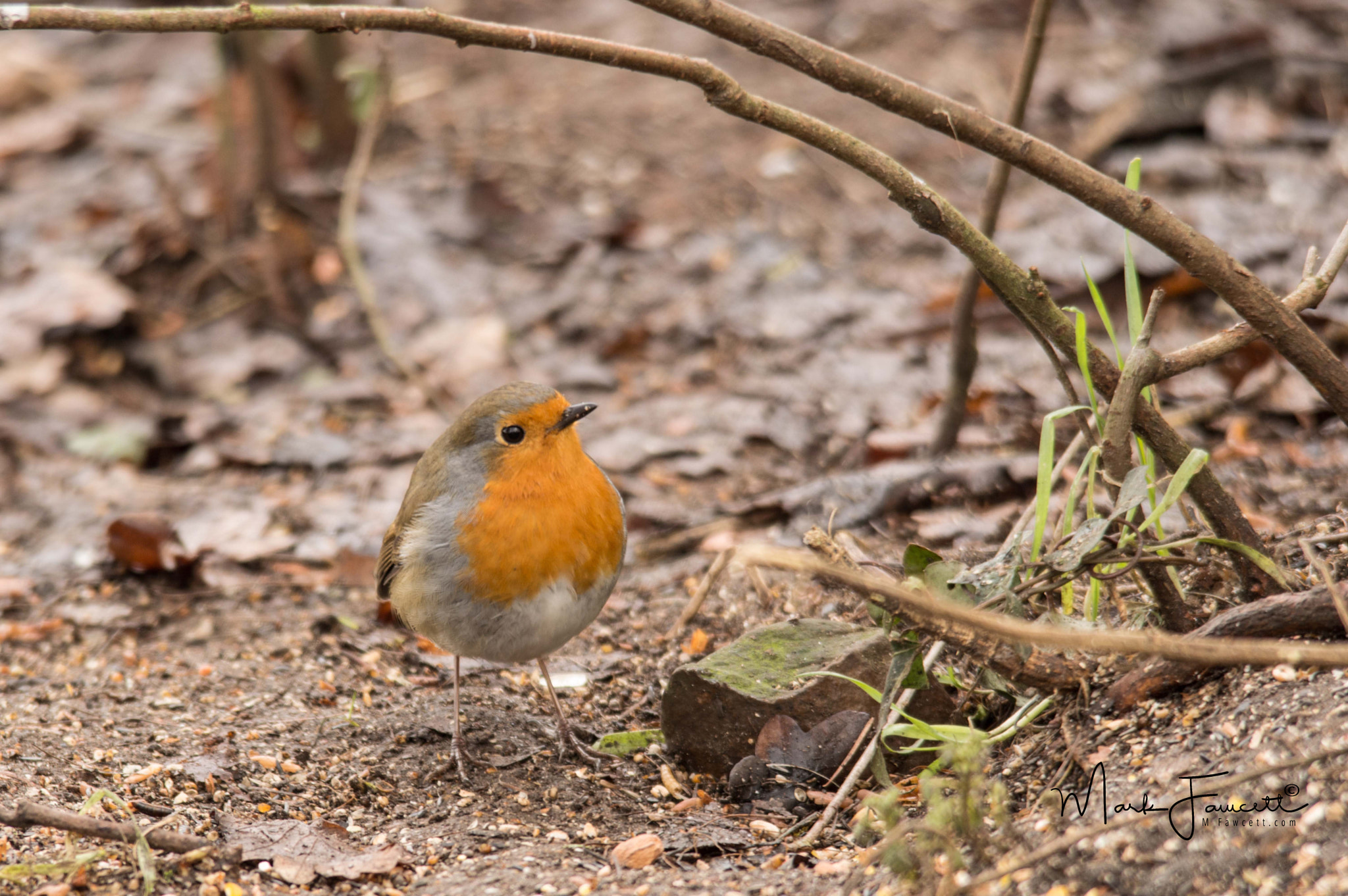 Sigma 150-500mm F5-6.3 DG OS HSM sample photo. Robin photography