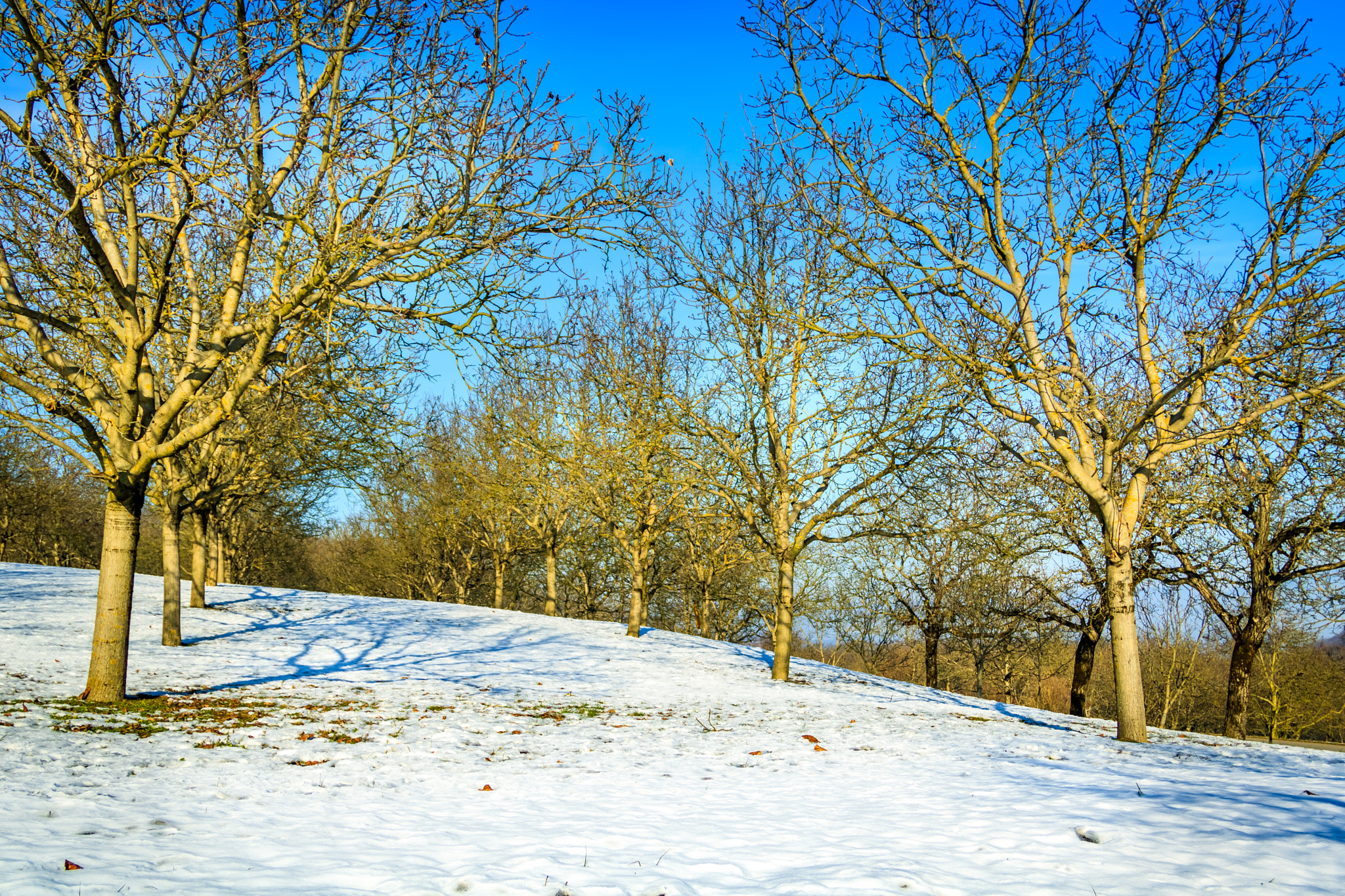 Canon EF 24-85mm F3.5-4.5 USM sample photo. Walnut field - cras - france photography