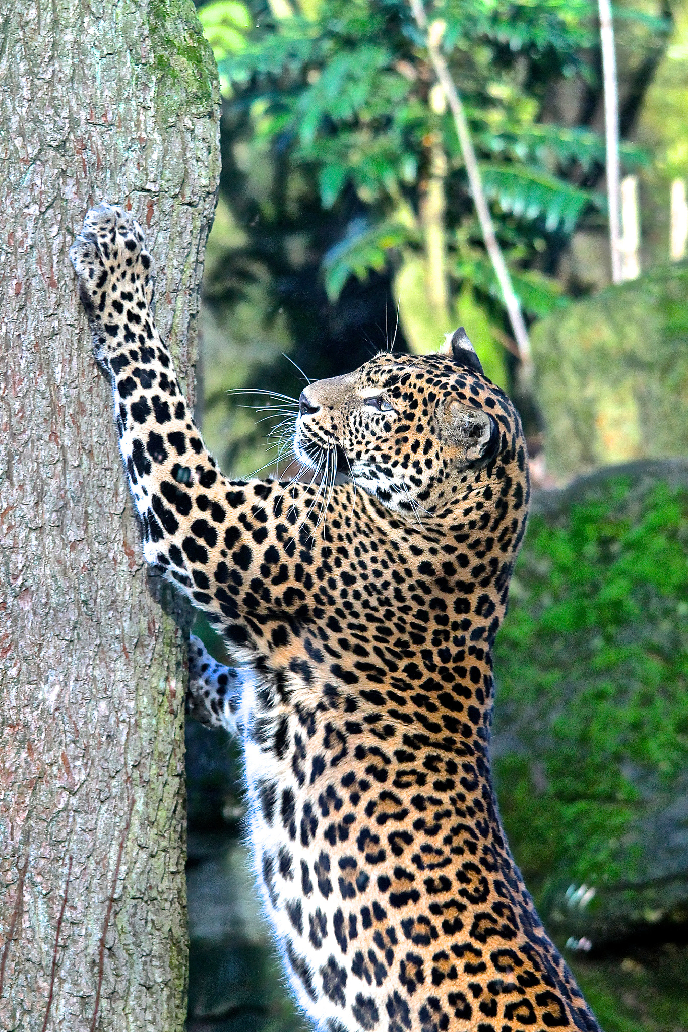 Sigma 150-500mm F5-6.3 DG OS HSM sample photo. Stretching panther photography