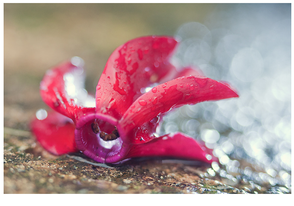 Canon EOS 5D + Canon EF 100mm F2.8 Macro USM sample photo. Dies de pluja photography