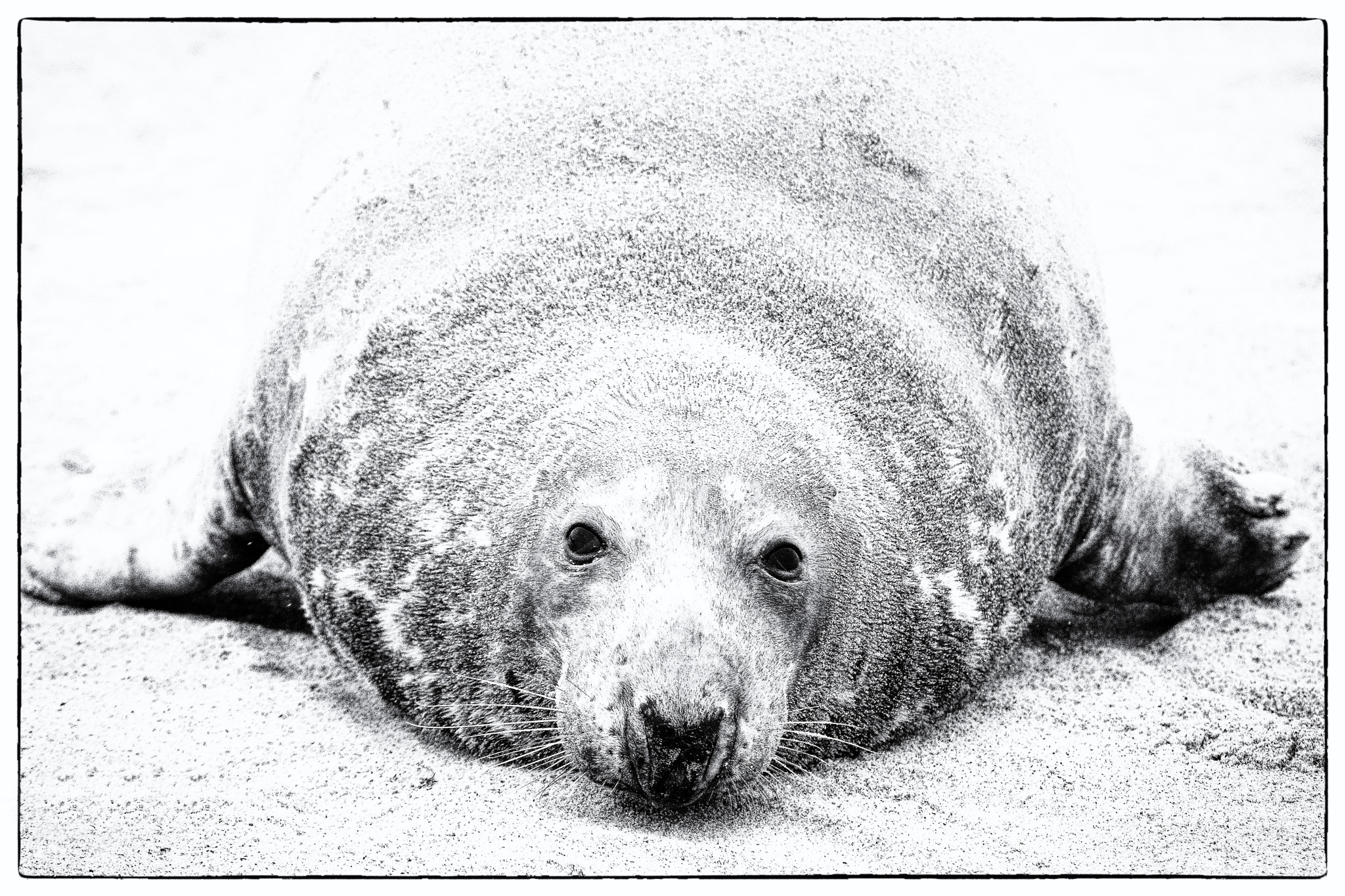 Nikon D800 sample photo. Grey seal on helgoland... photography