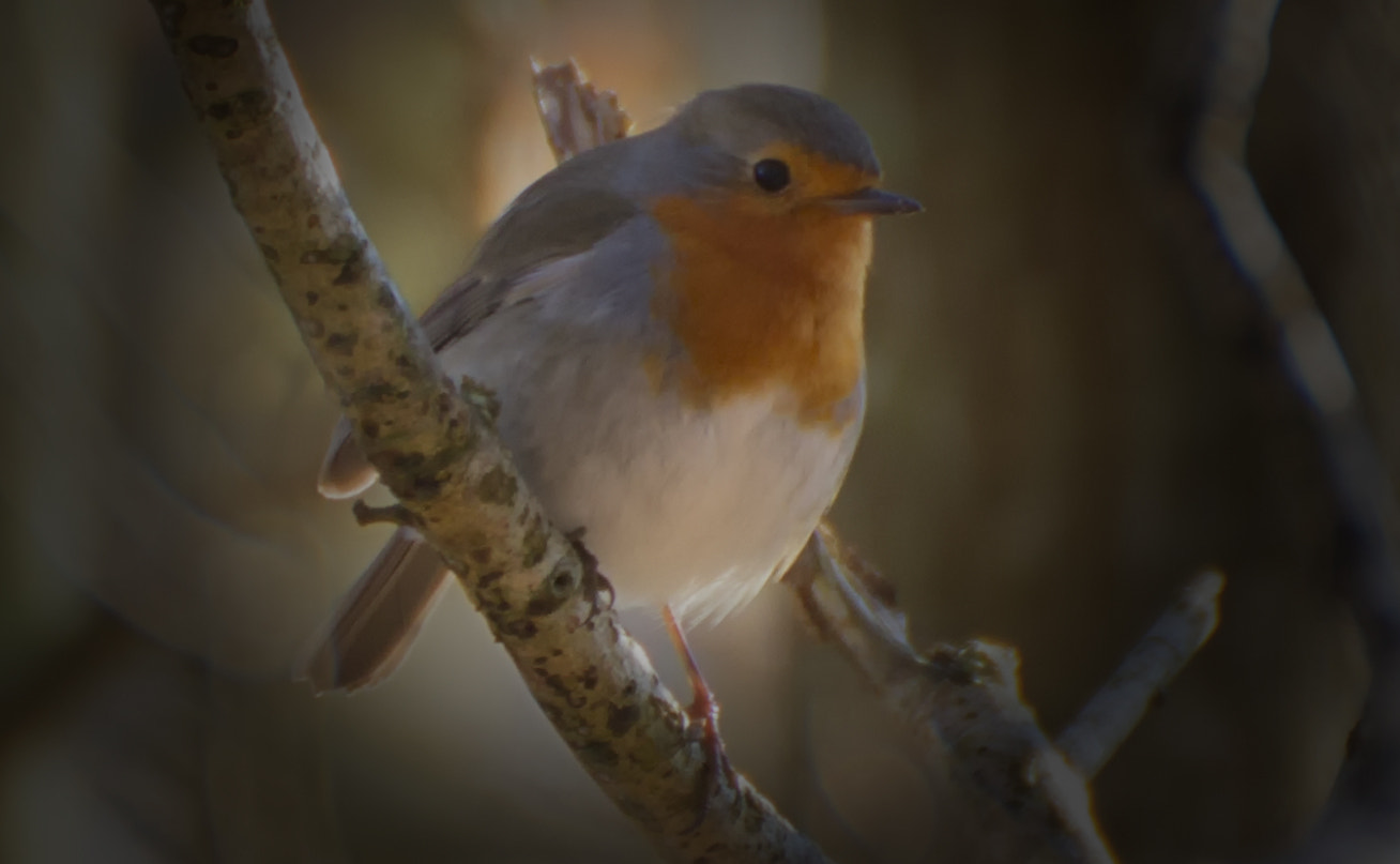 Tamron SP 35mm F1.8 Di VC USD sample photo. Robin in the spot photography